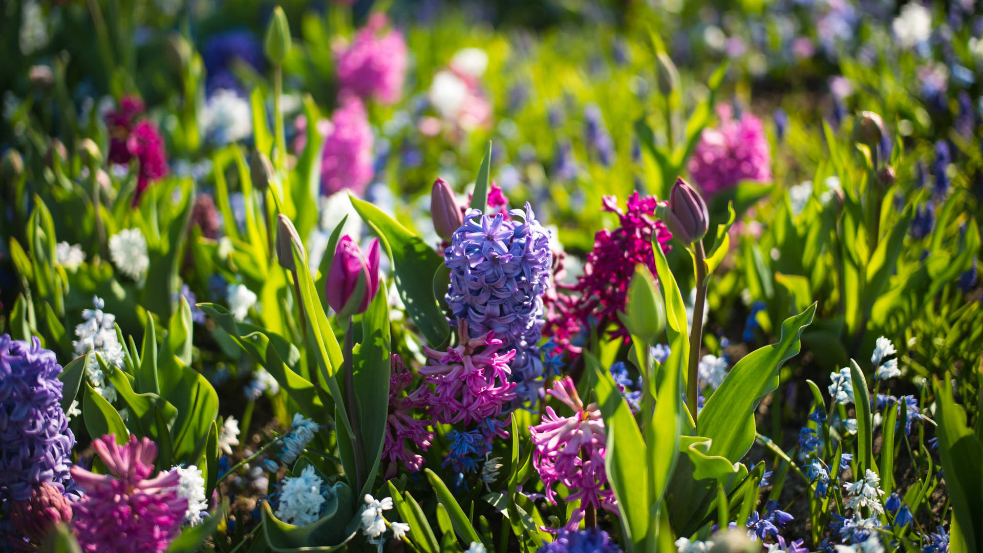 2560x1440 Spring Field With Hyacinths Background