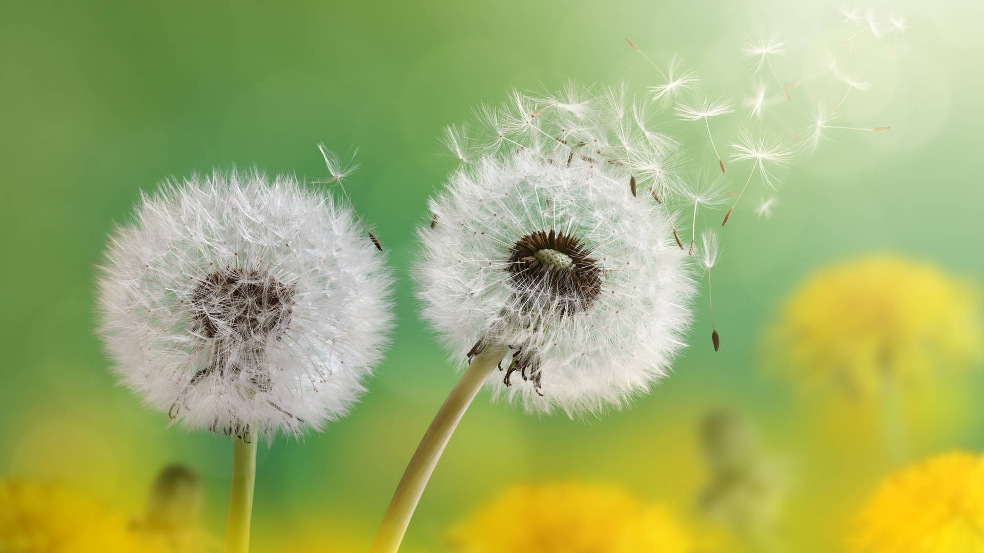 2560x1440 Spring Floating Dandelions Background