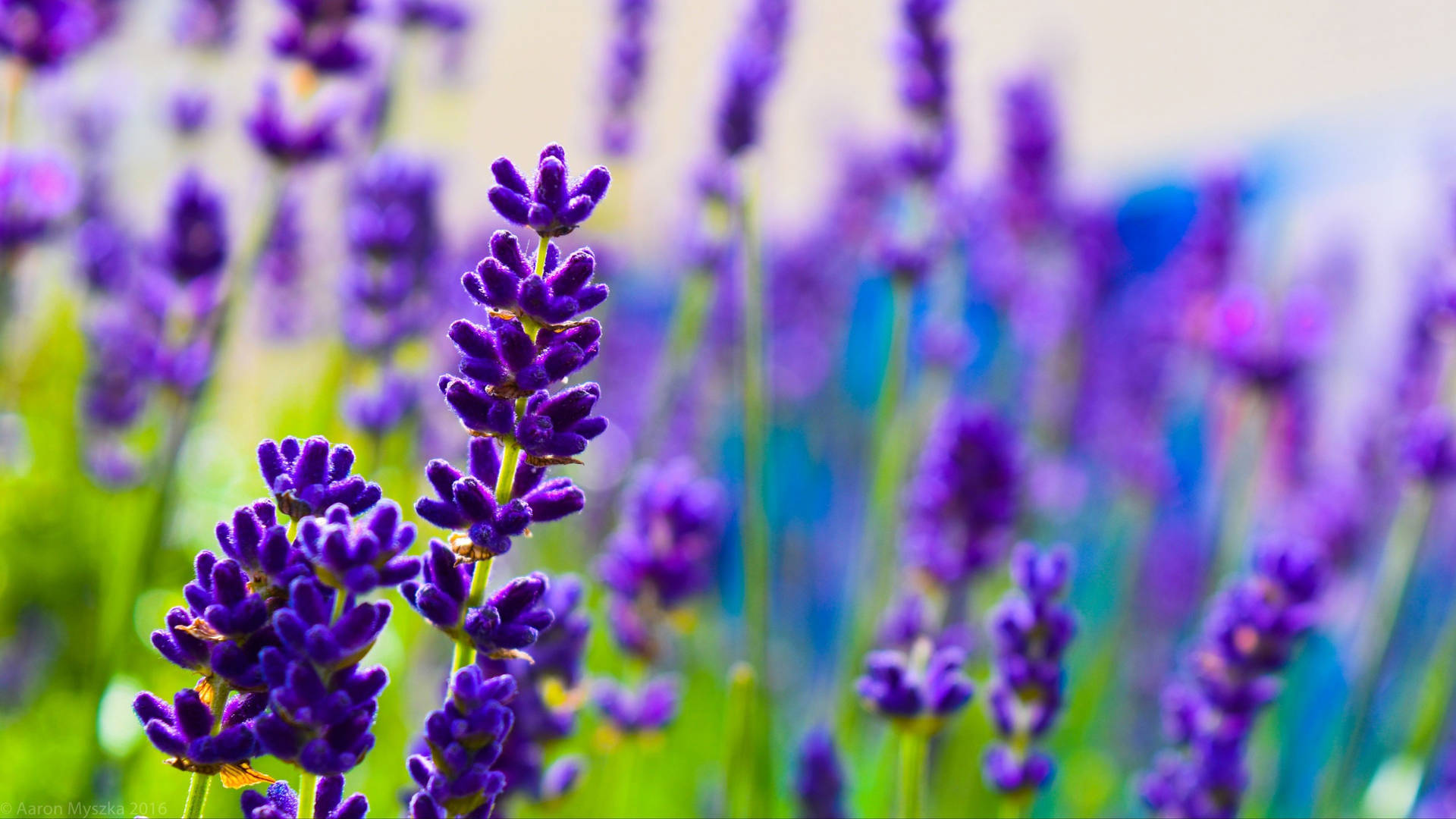 2560x1440 Spring Lavenders Background