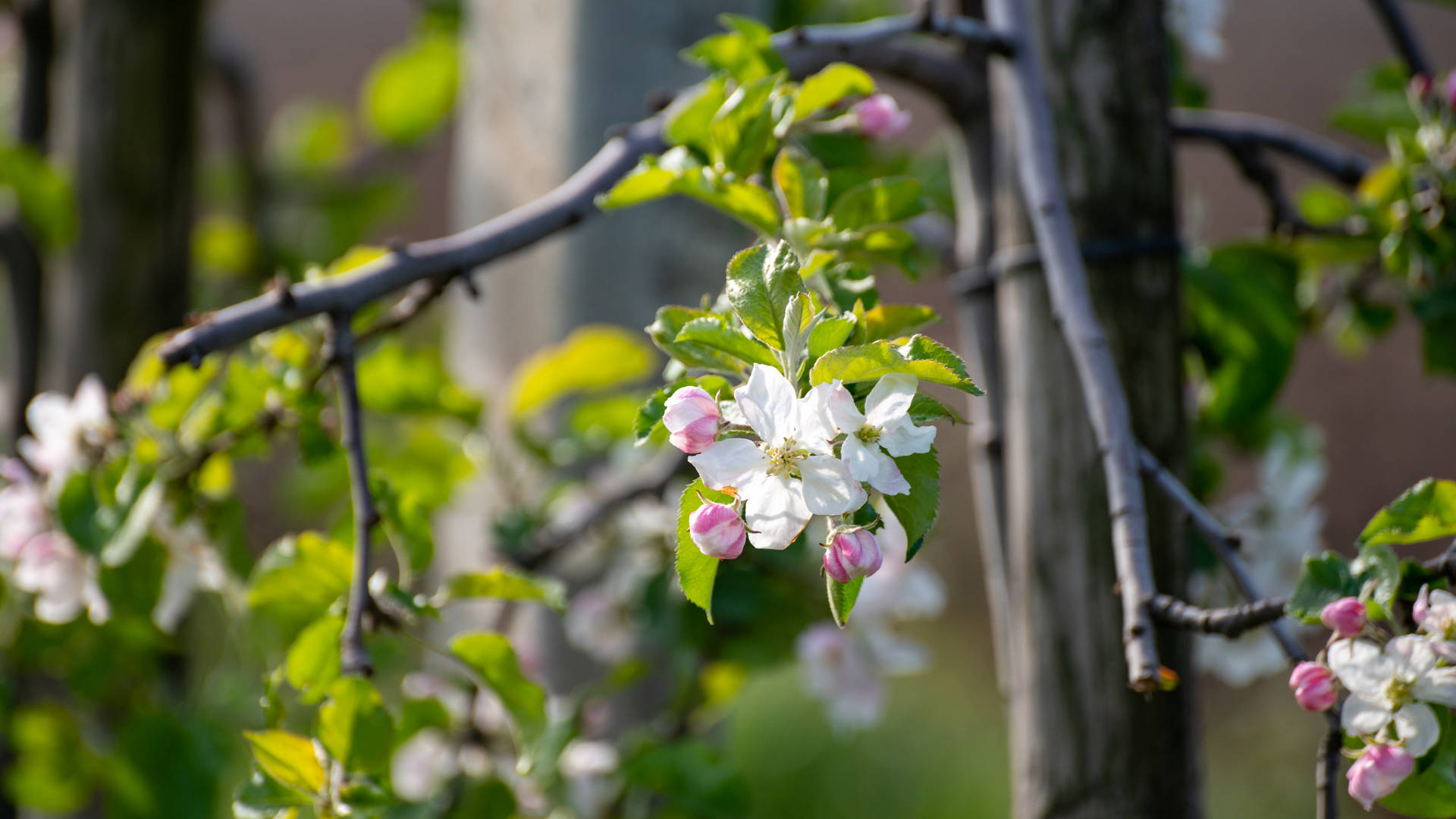 2560x1440 Spring Lone Blossom Tree Background