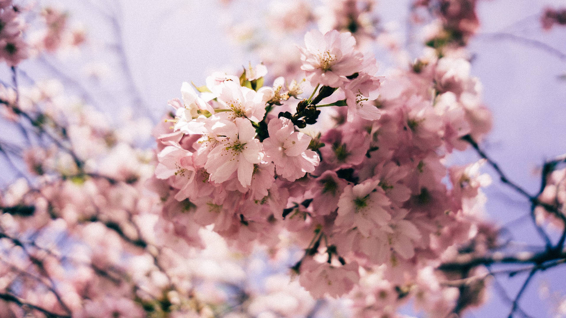 2560x1440 Spring Pink Blooming Flowers Background