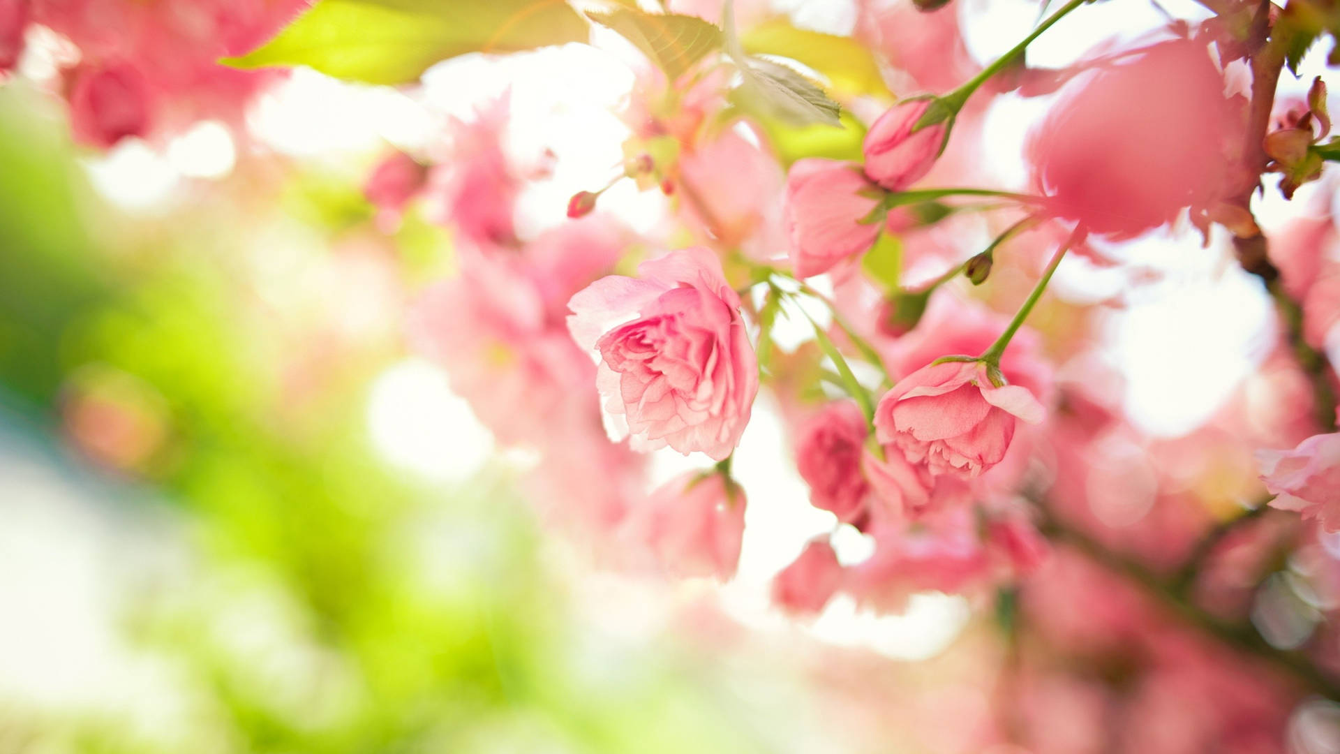 2560x1440 Spring Pink Flowers Branches Background