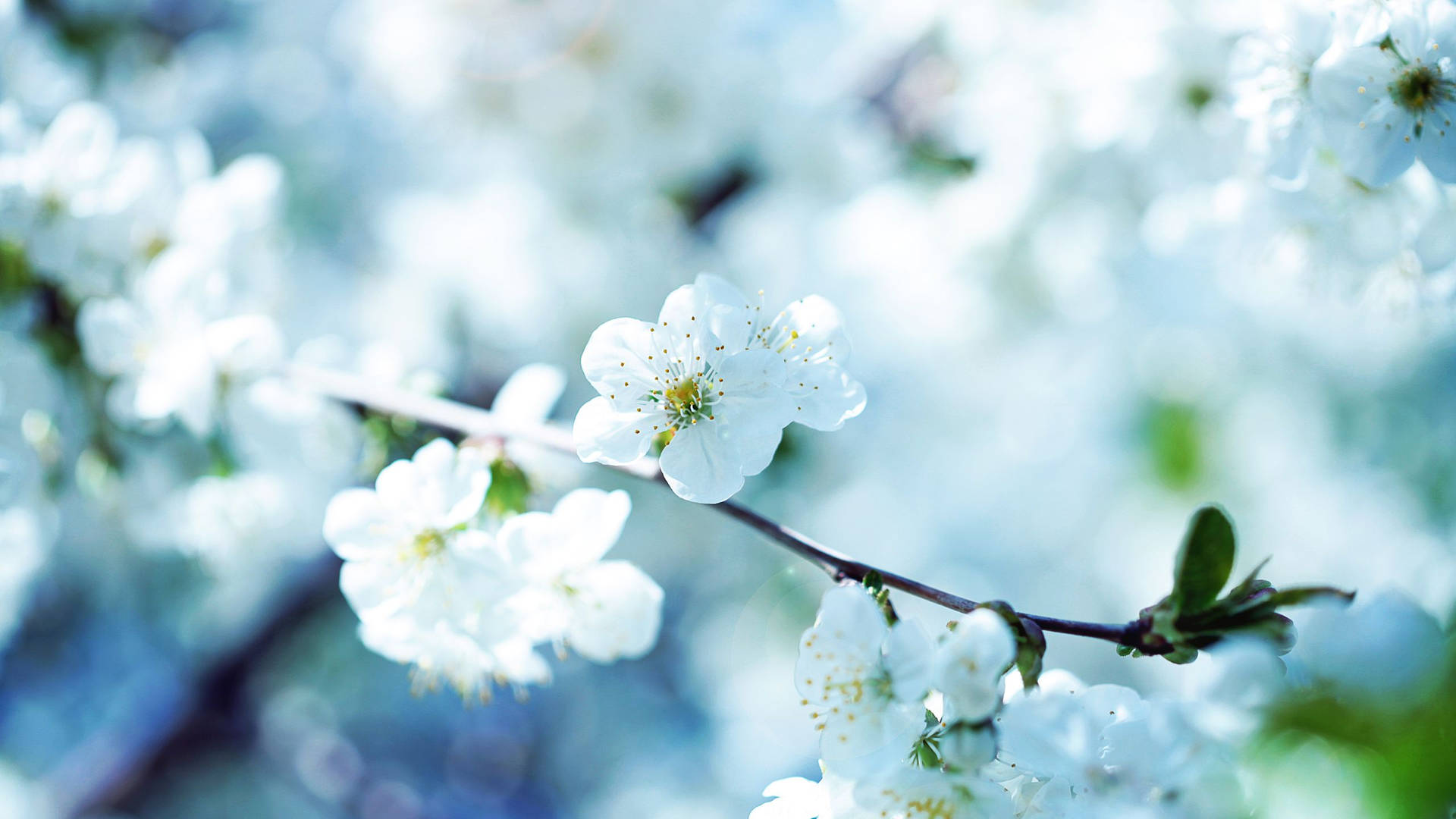 2560x1440 Spring Pretty White Flowers Background