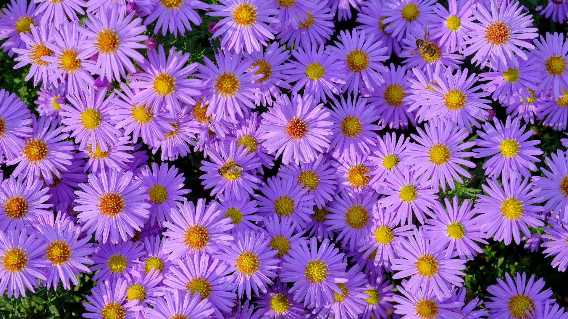 2560x1440 Spring Purple Asters Background