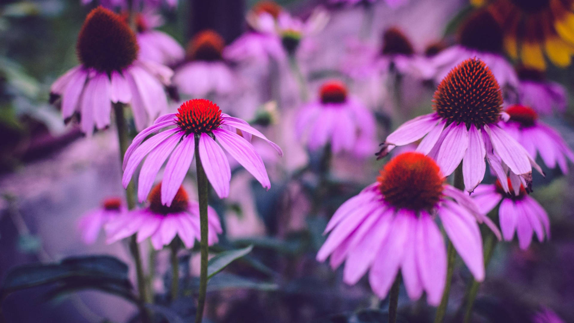 2560x1440 Spring Purple Coneflowers Background