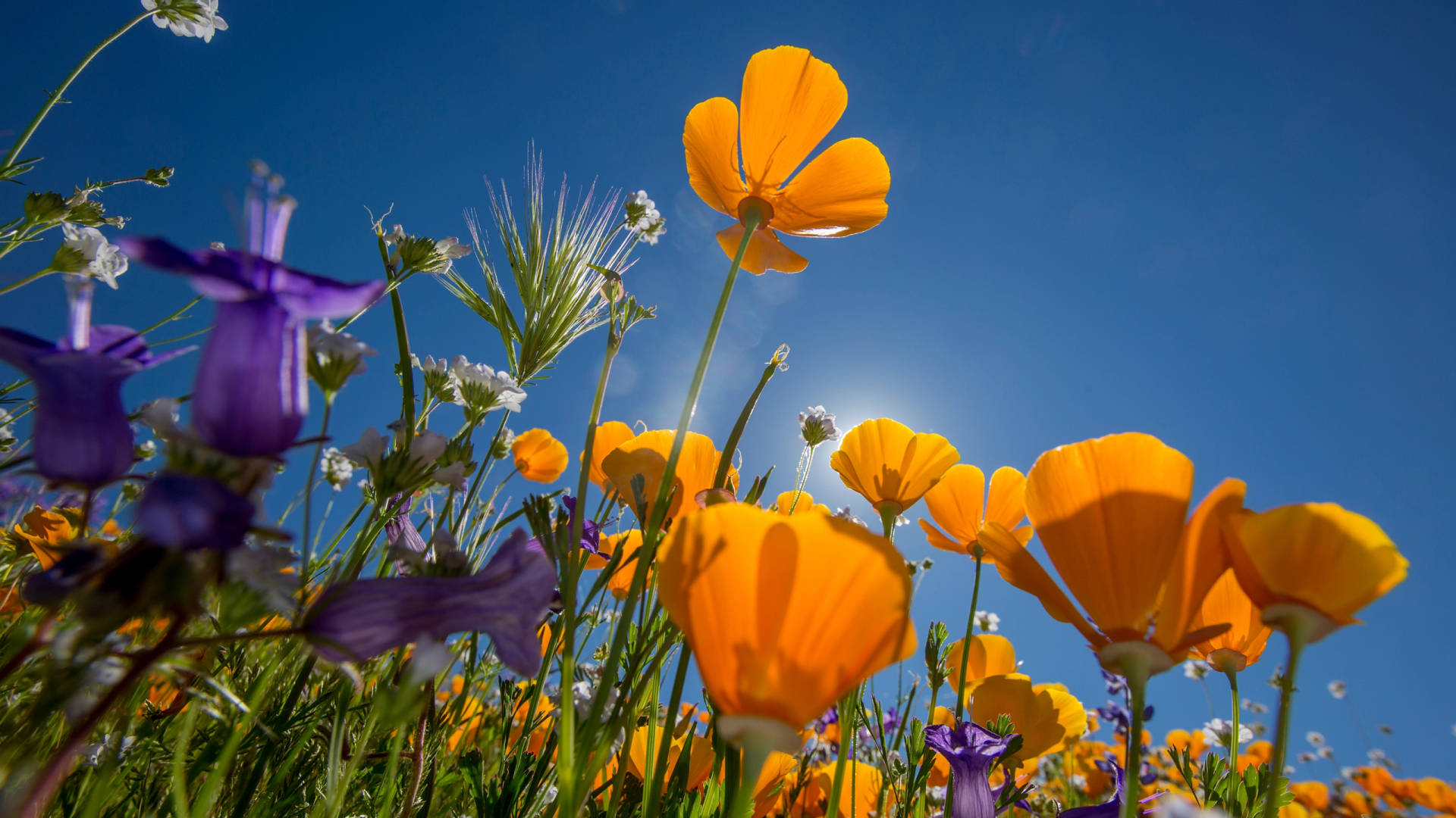 2560x1440 Spring Purple Orange Sunshine Background