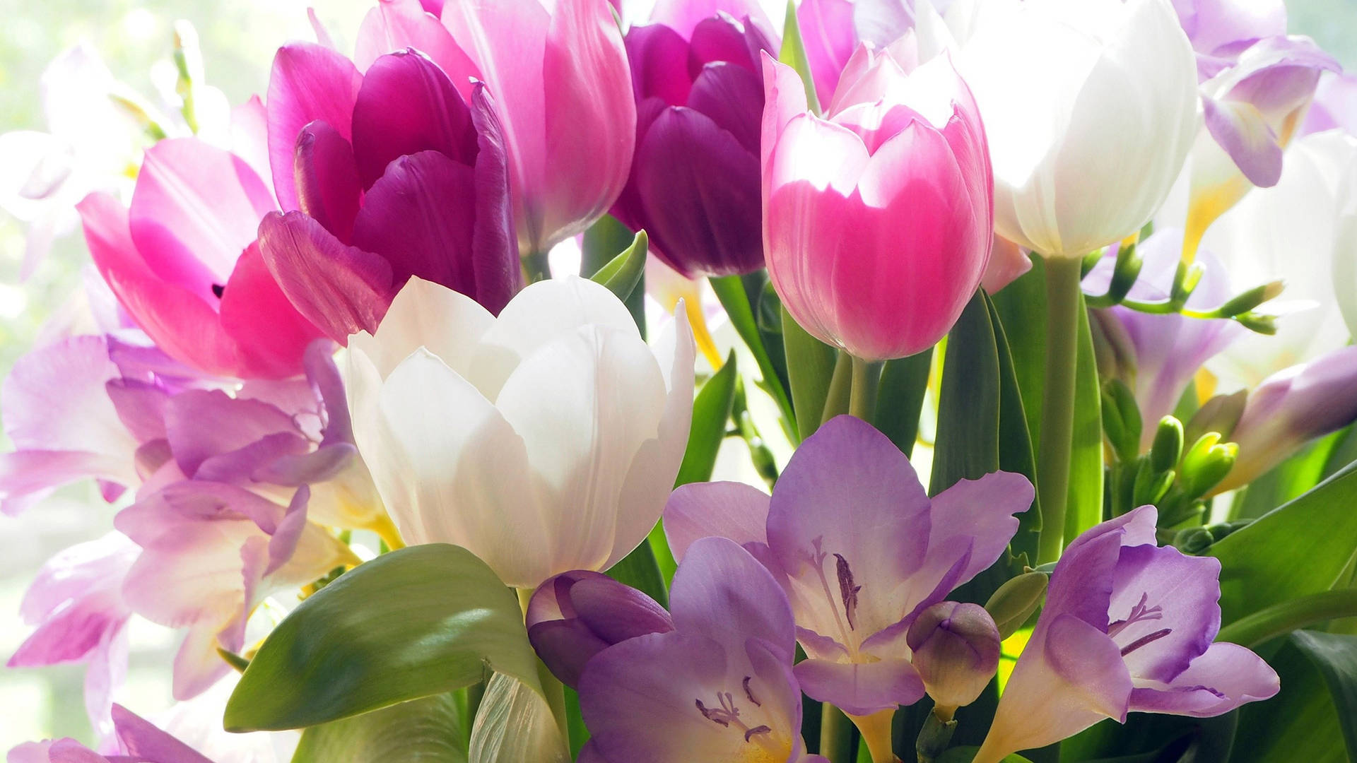 2560x1440 Spring Purple Tulips Background