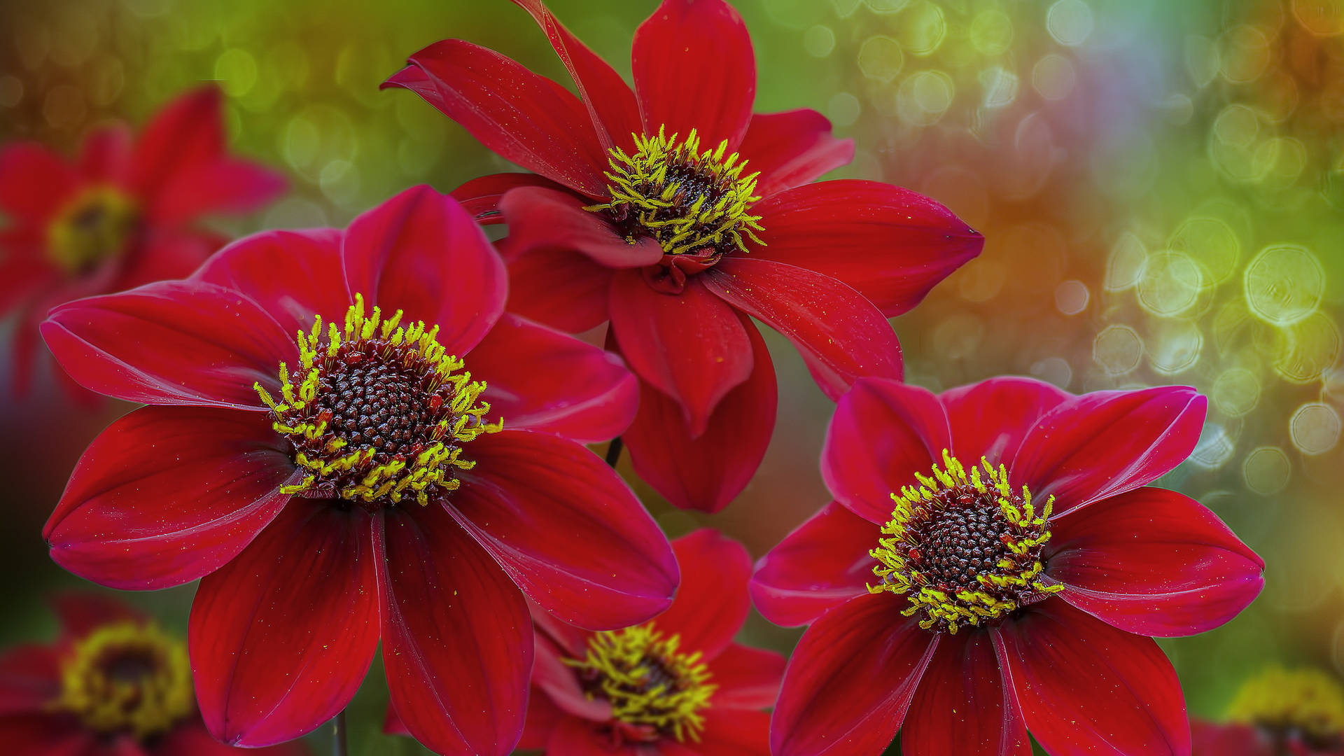 2560x1440 Spring Red Dahlia Background