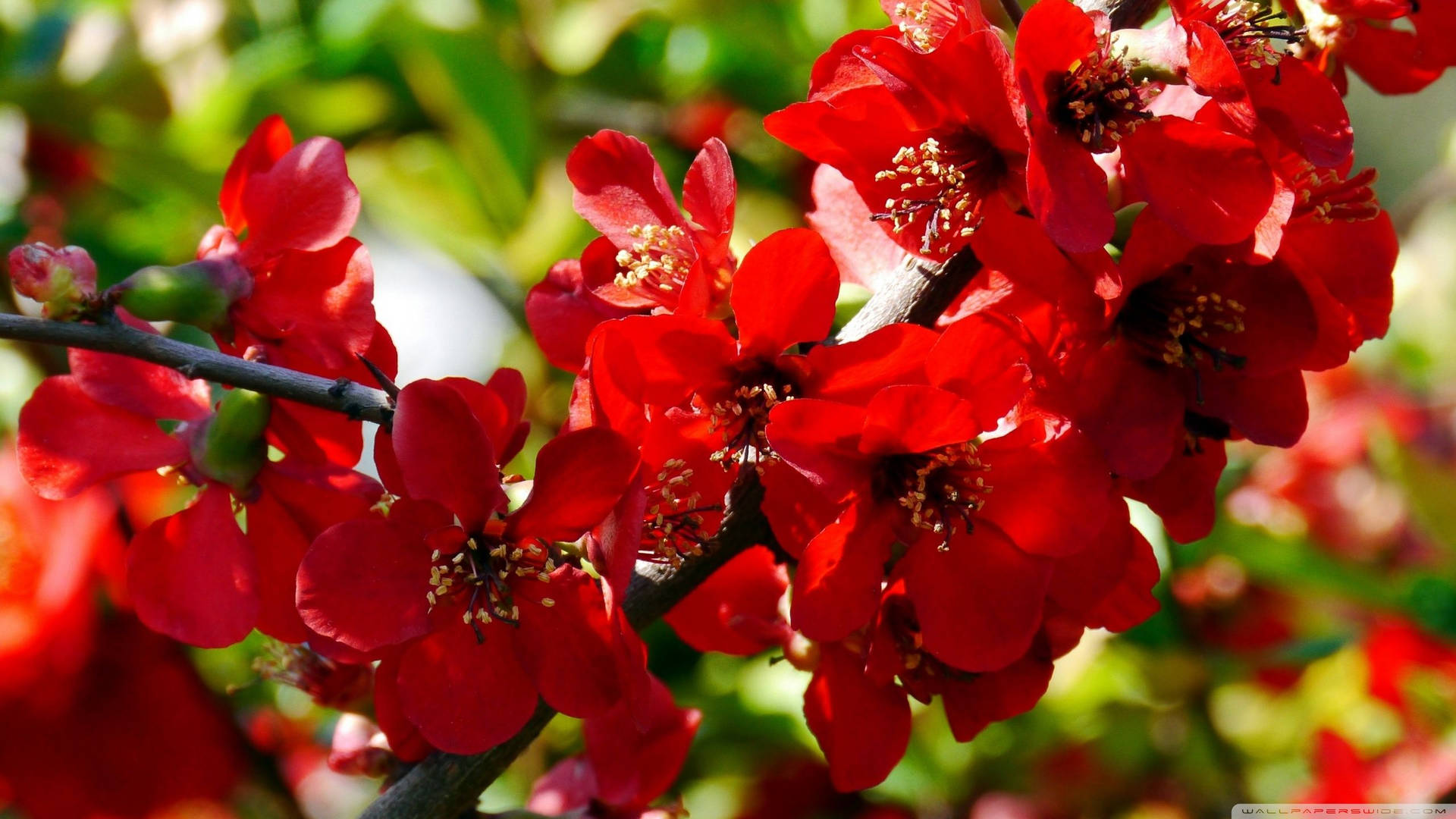 2560x1440 Spring Red Quince Background