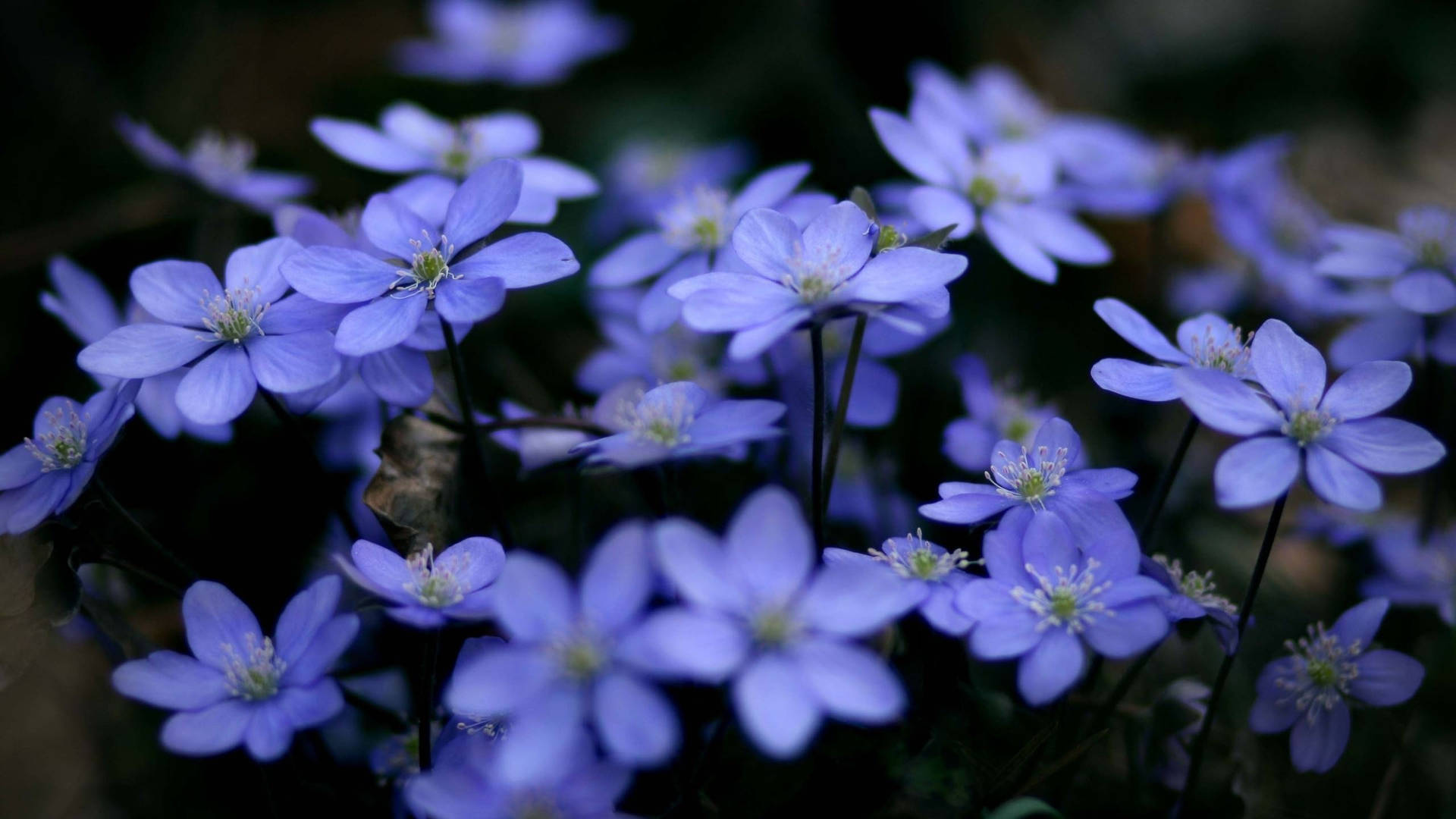 2560x1440 Spring Small Blue Flowers Background