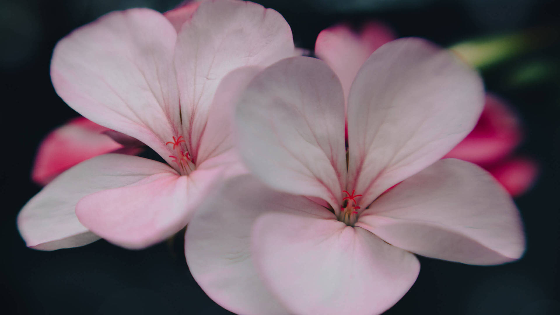 2560x1440 Spring Two Pink Pelargonium Background