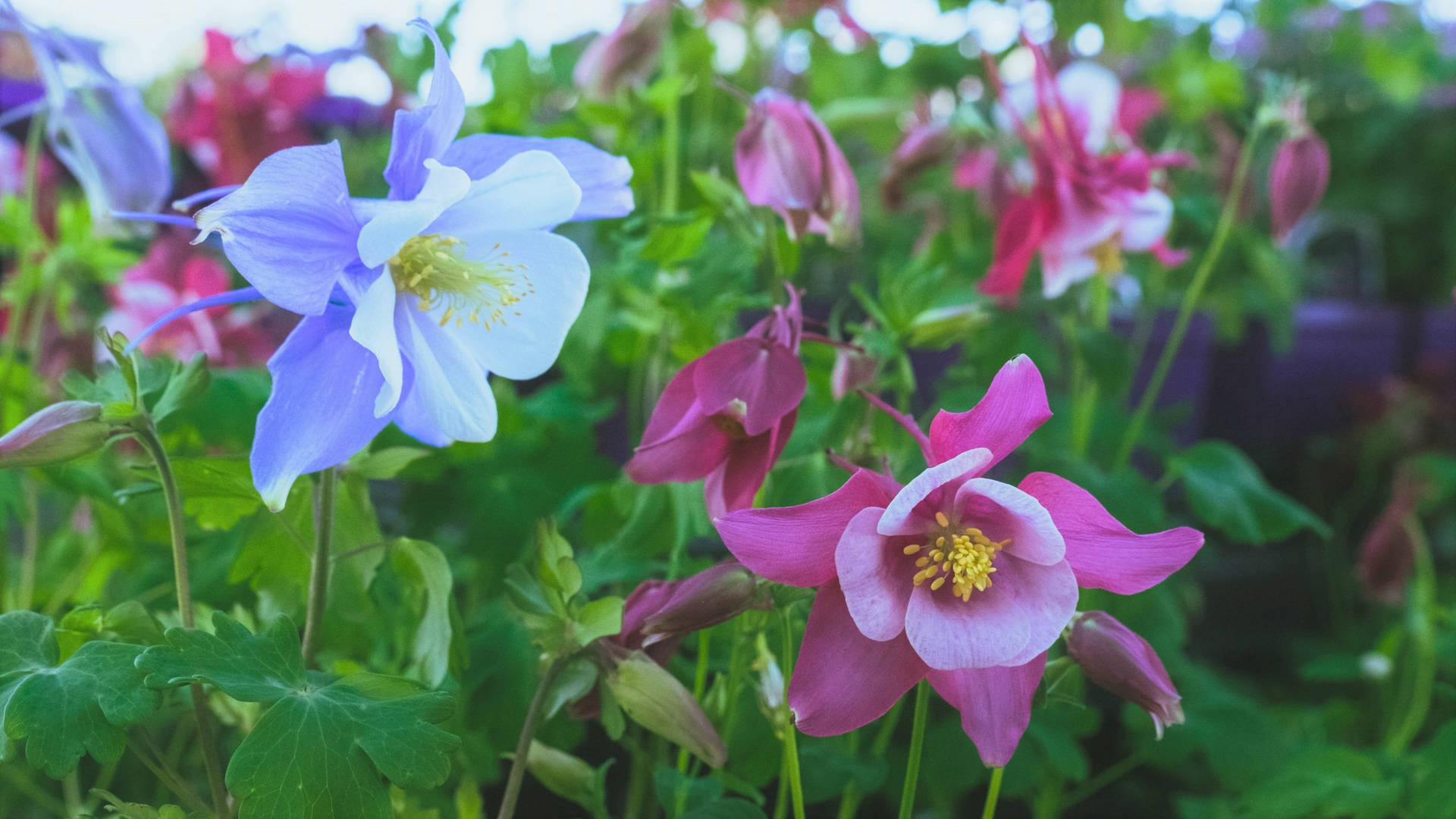 2560x1440 Spring Violet Blue Flowers Background