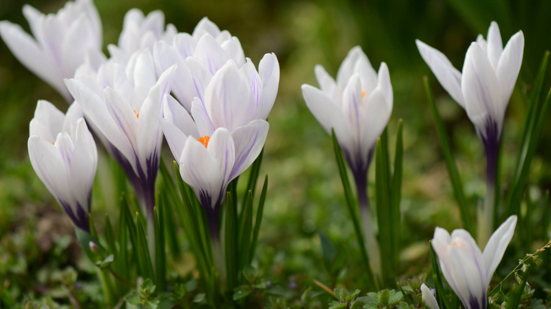 2560x1440 Spring White Crocuses Background