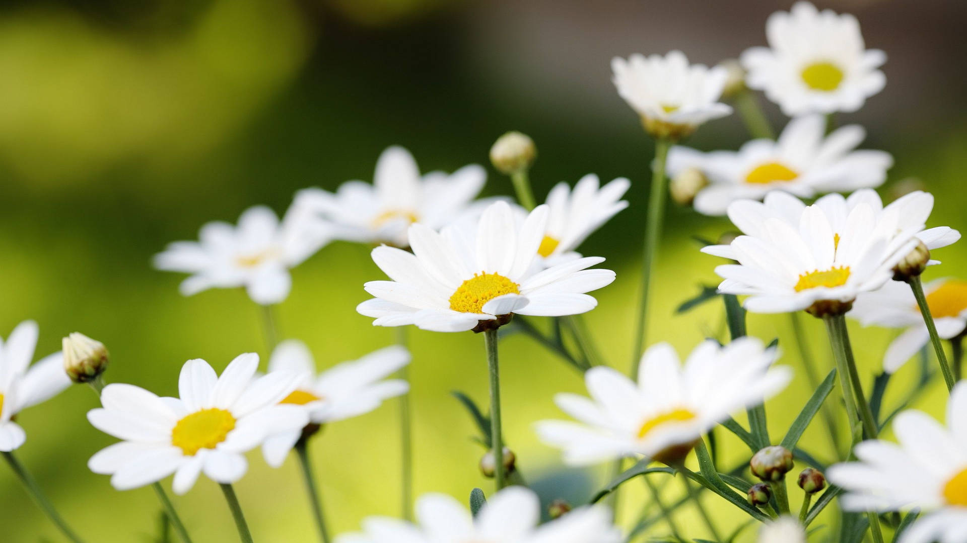 2560x1440 Spring White Daisies Background