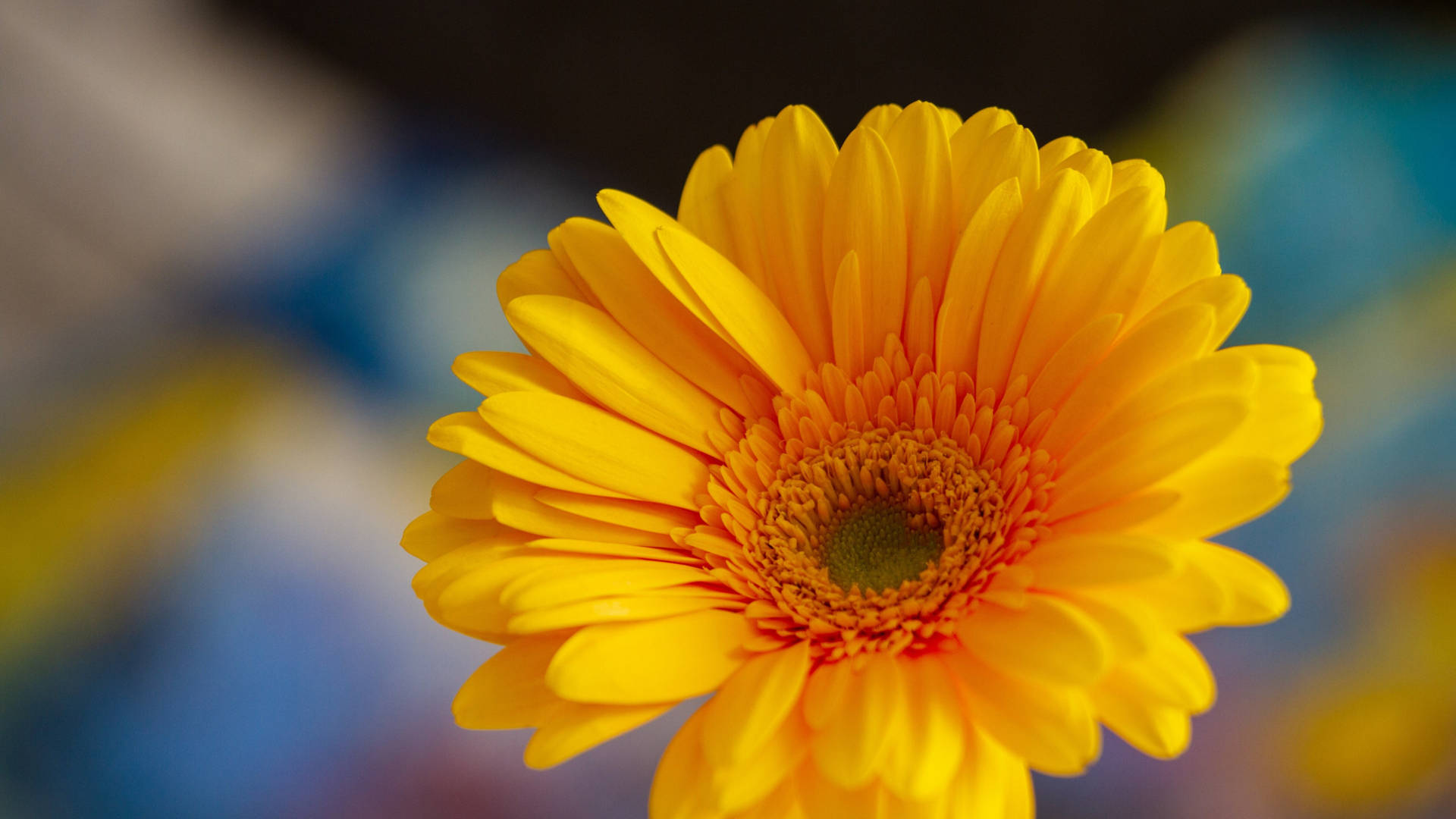 2560x1440 Spring Yellow Daisy Background