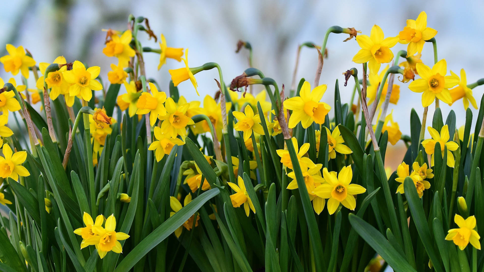 2560x1440 Spring Yellow Flowers Grass Background