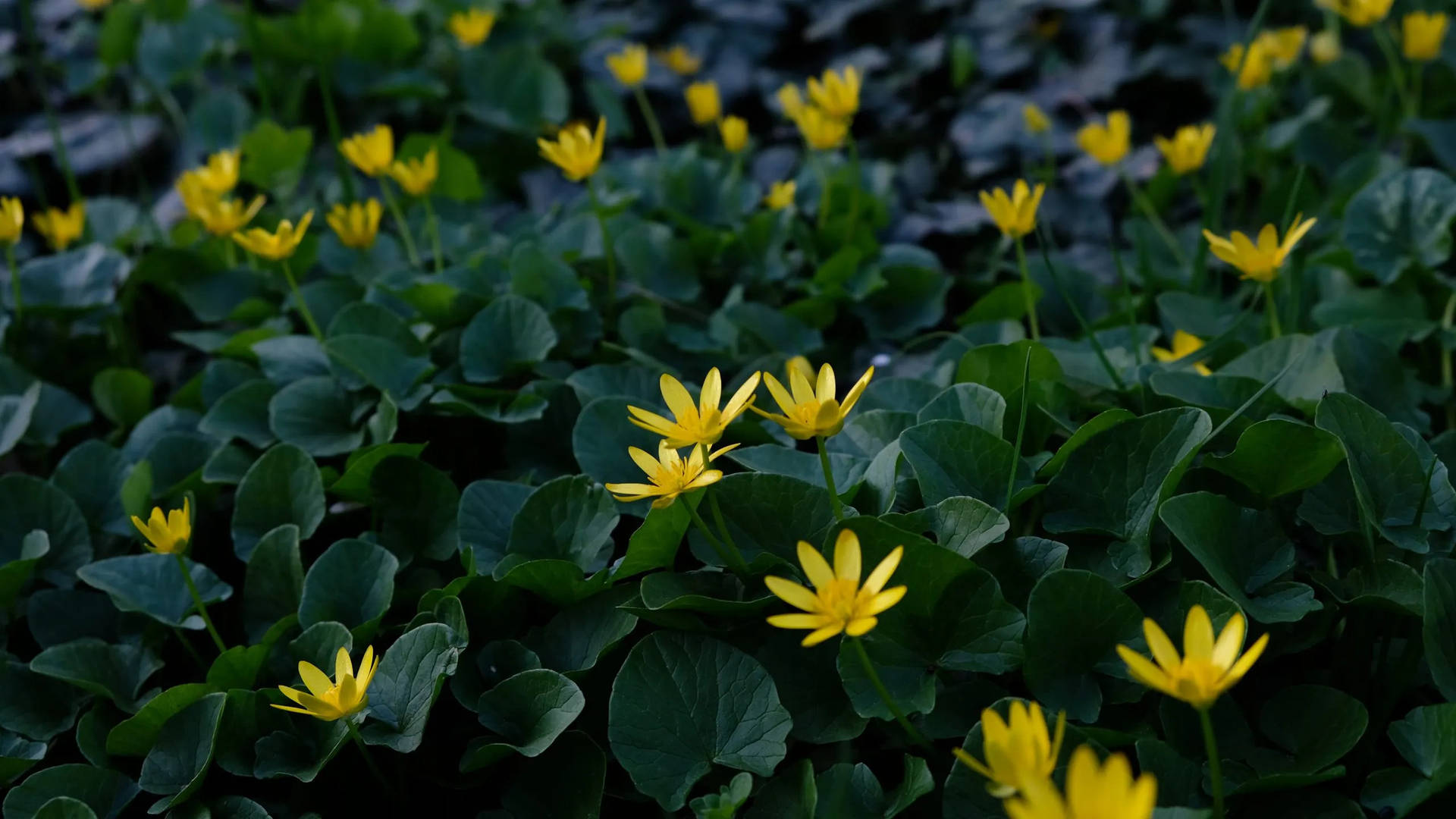 2560x1440 Spring Yellow Flowers Large Leaves Background