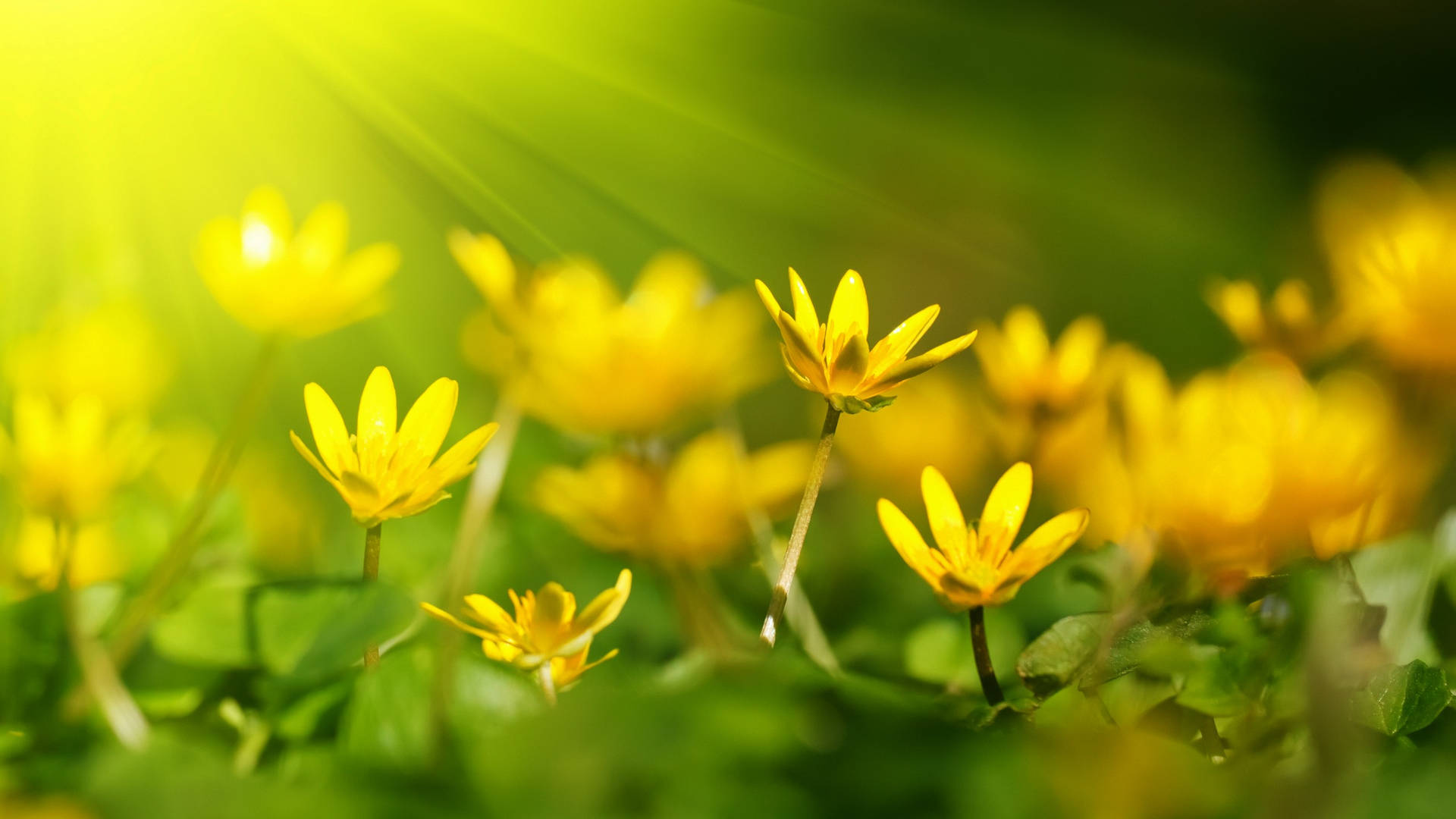 2560x1440 Spring Yellow Flowers Sunshine Background