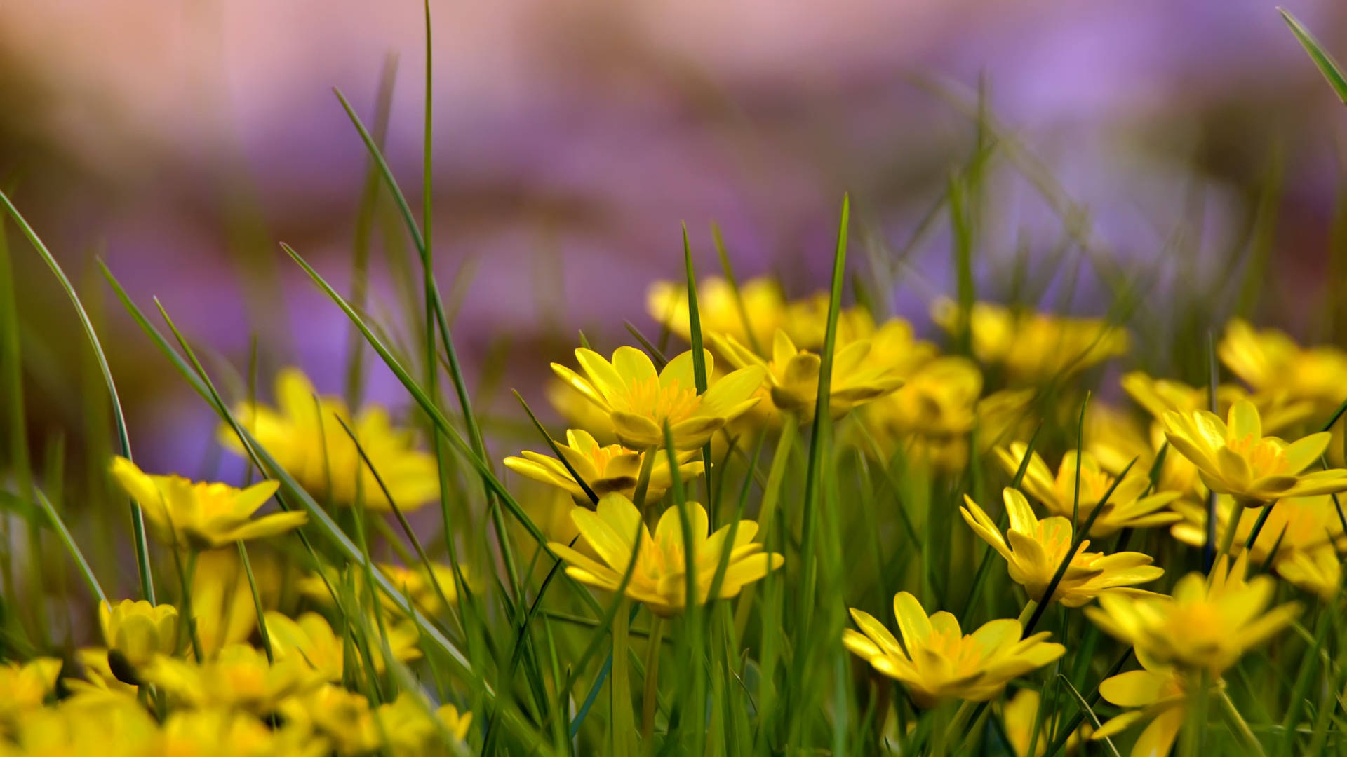 2560x1440 Spring Yellow Grass Flowers Background