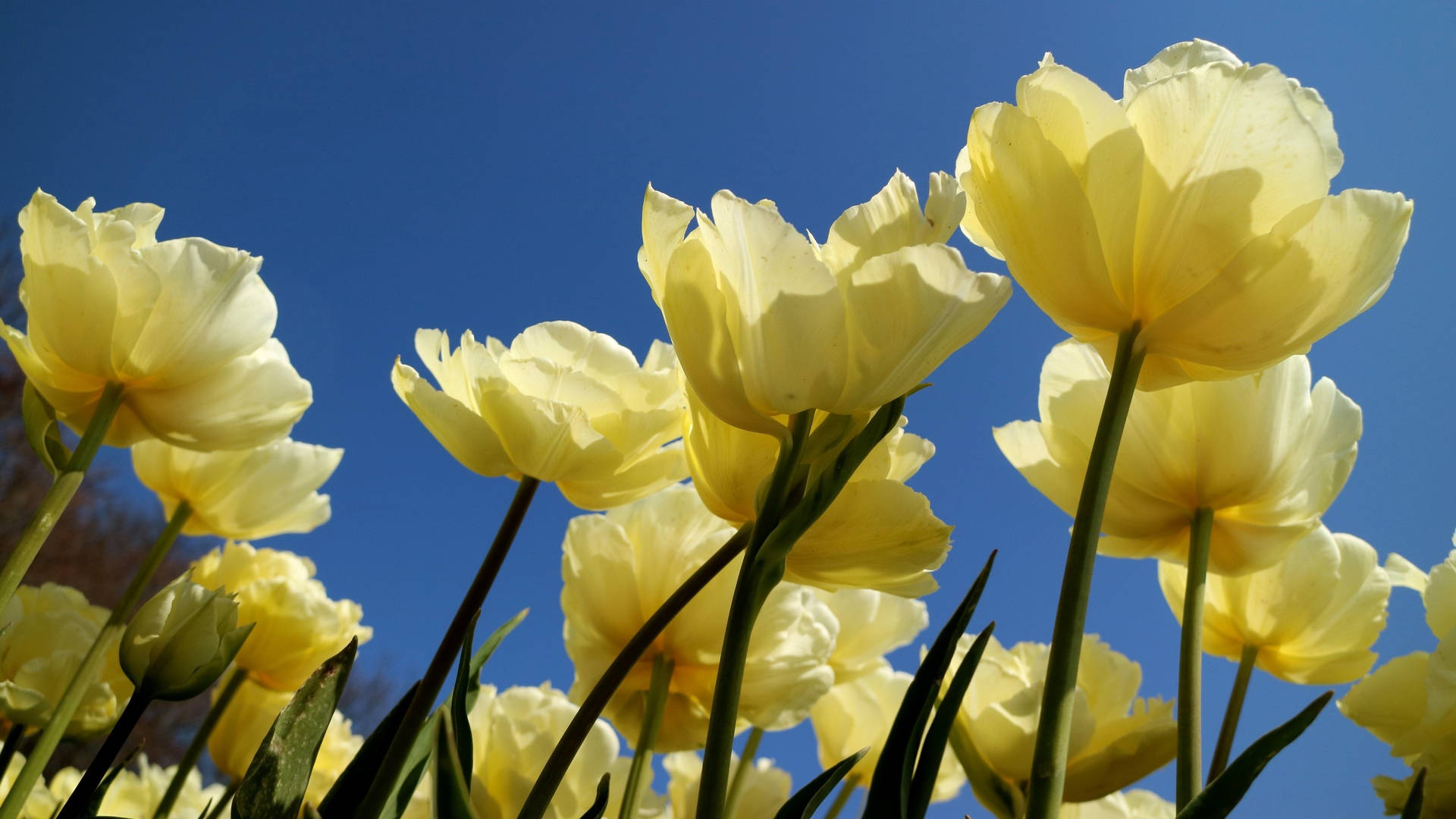 2560x1440 Spring Yellow Tulips Background