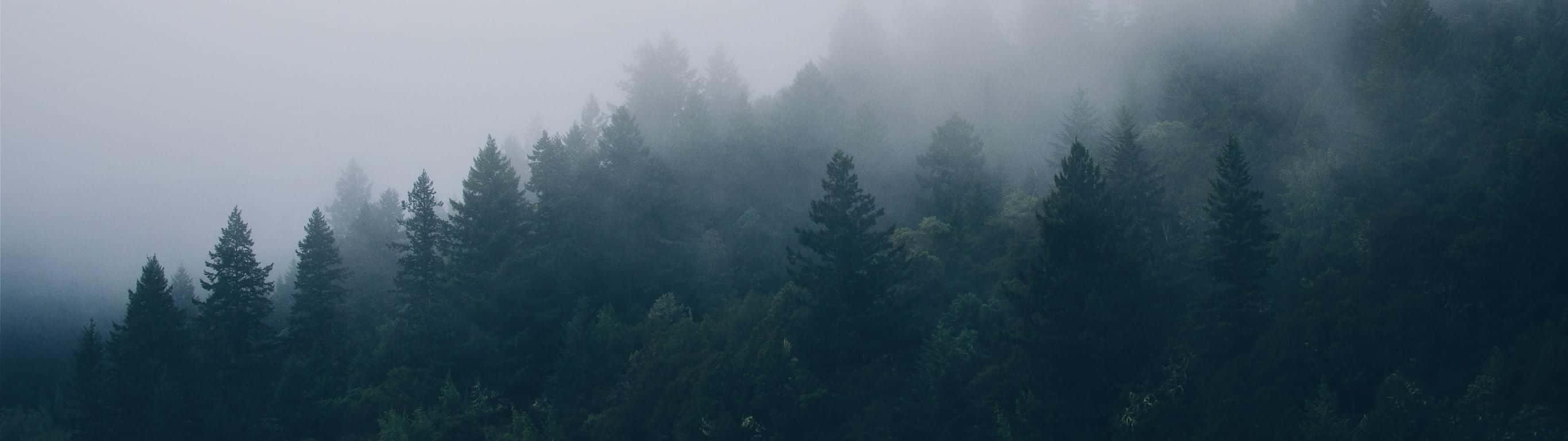 2732 X 768 Wild Forest Fog Background