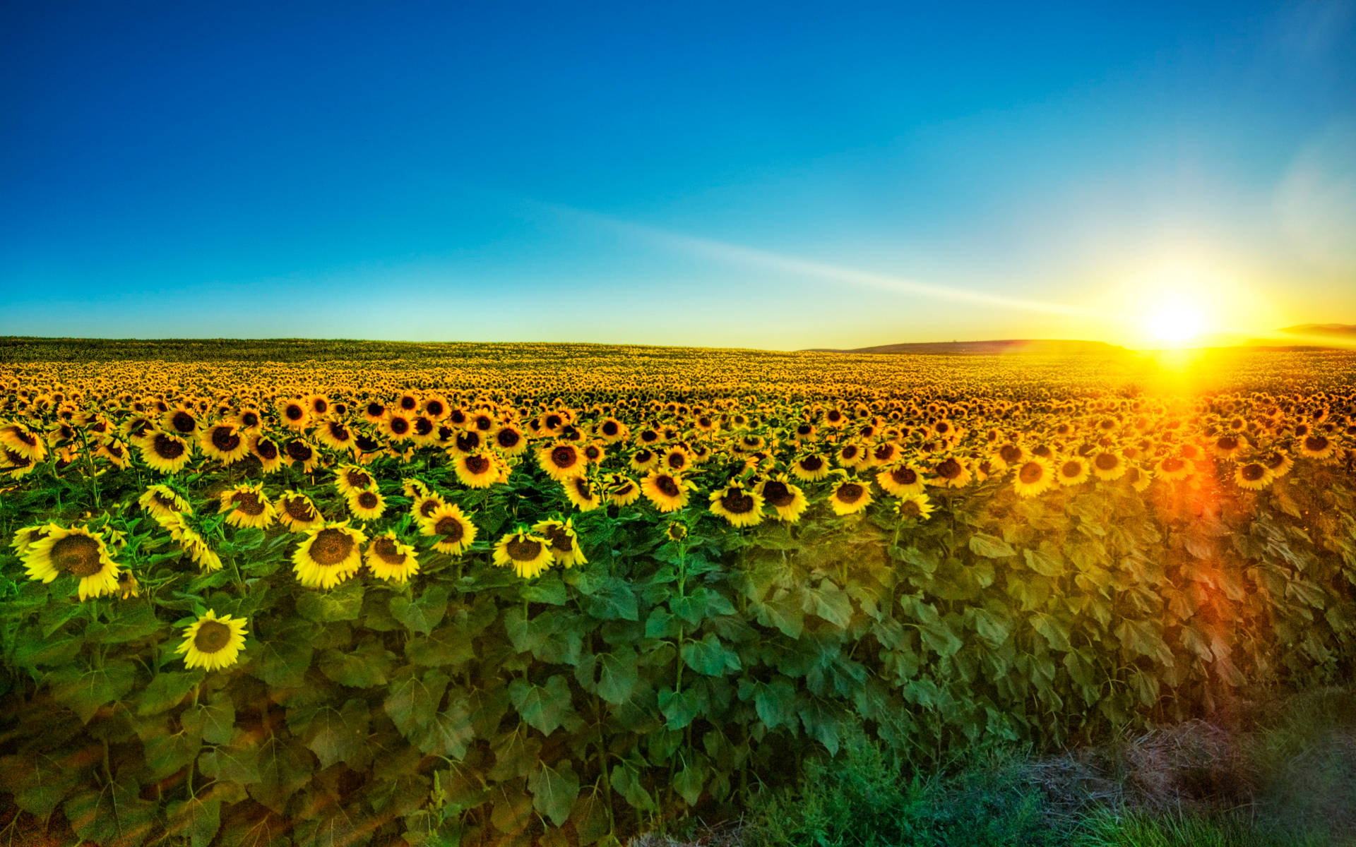 2k Sunflower Field Background