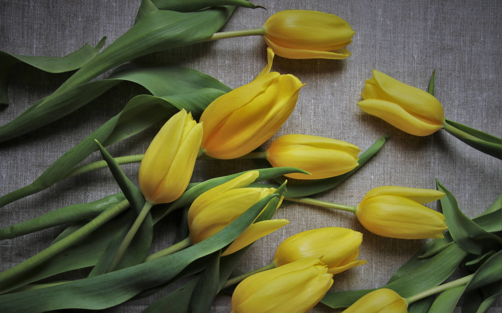 2k Yellow Tulips Background