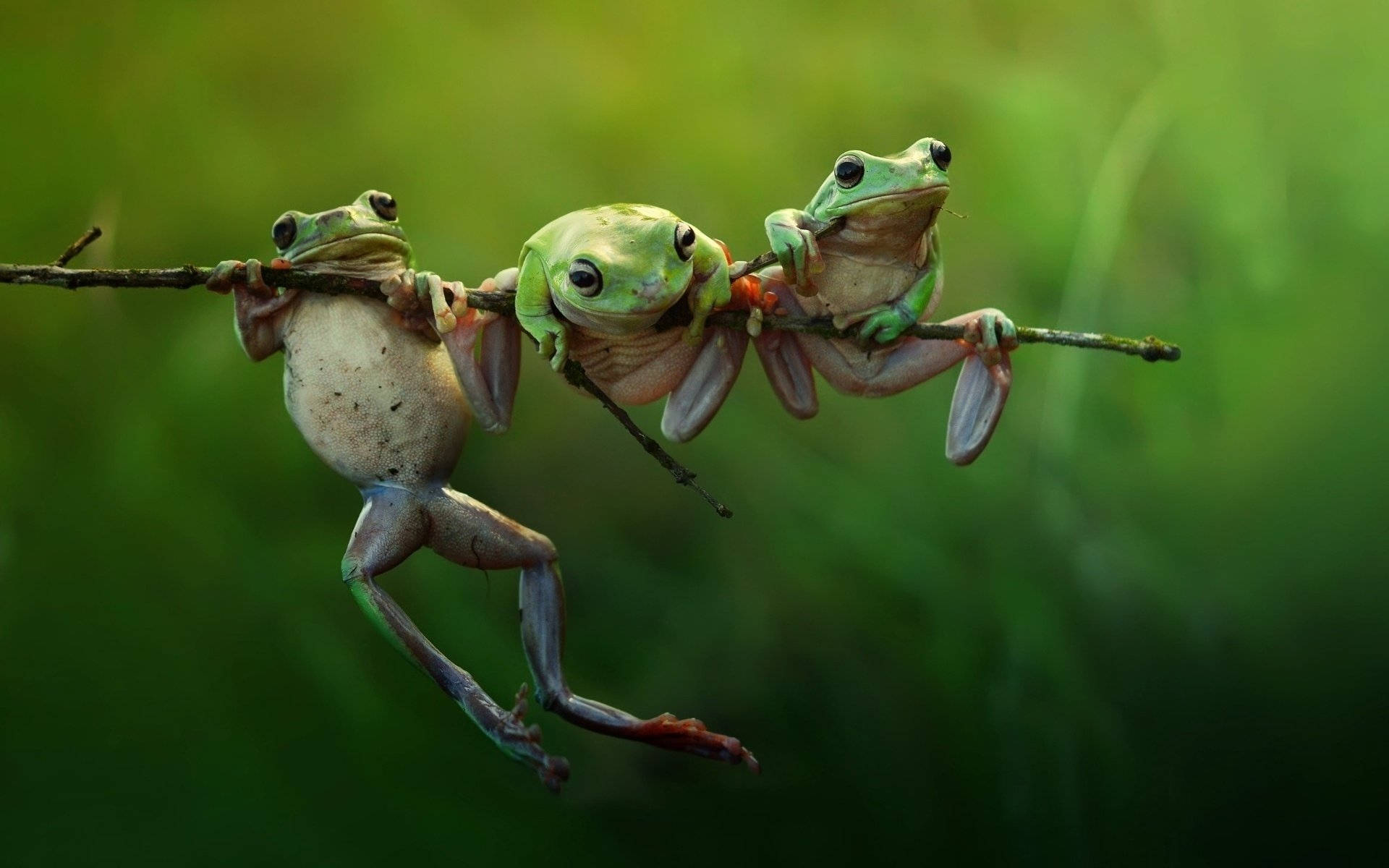 3 Frog Best Friends Background
