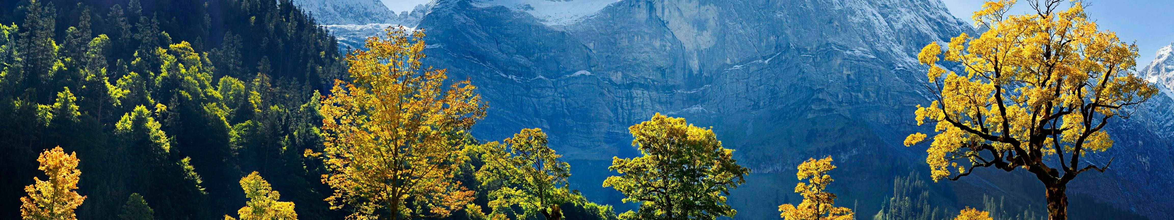 3 Monitor Yellow Trees