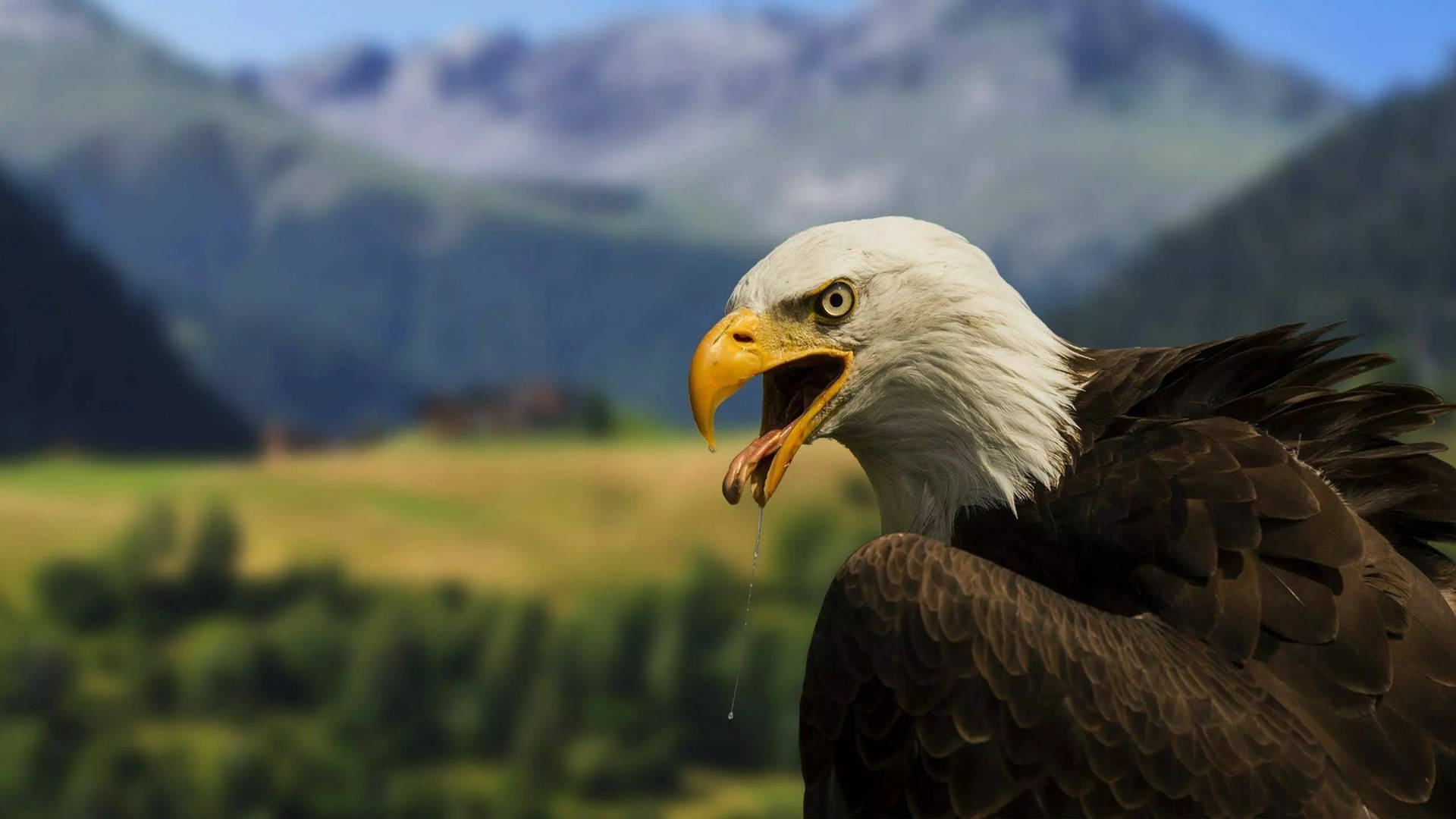 32k Ultra Hd Nature Bald Eagle Background