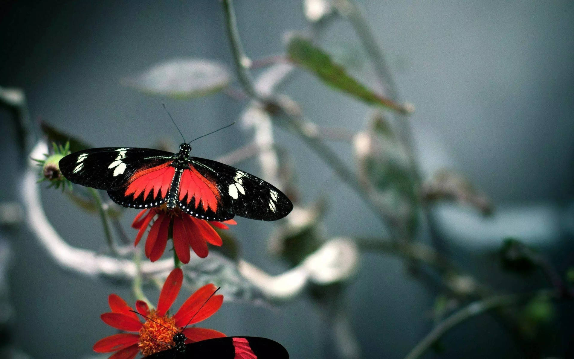 32k Ultra Hd Nature Butterfly On Branch