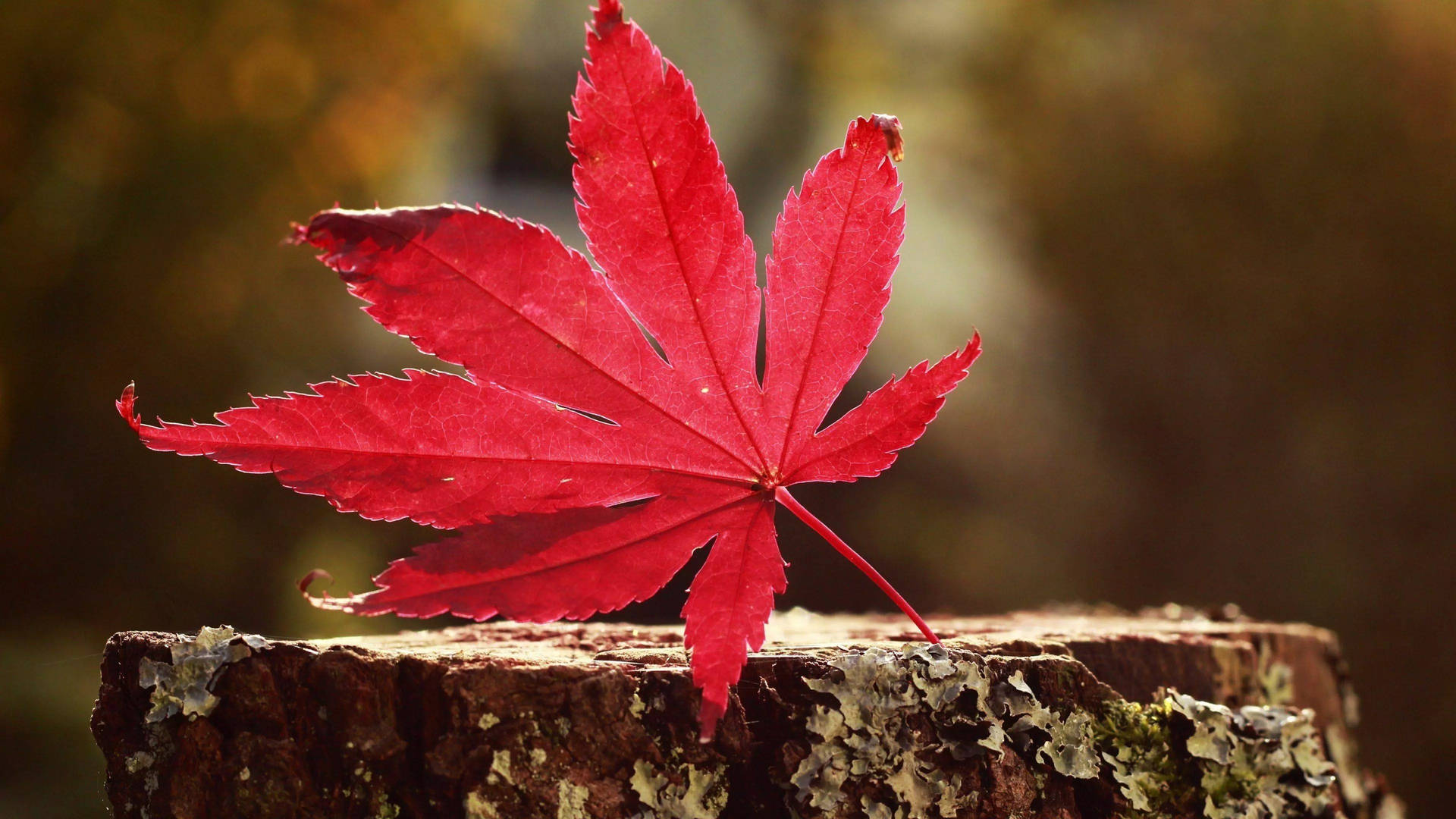 32k Ultra Hd Nature Maple Leaf On Stump
