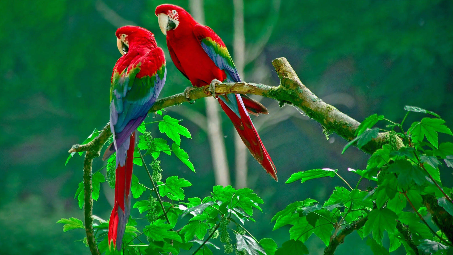 32k Ultra Hd Nature Parrots On Branch