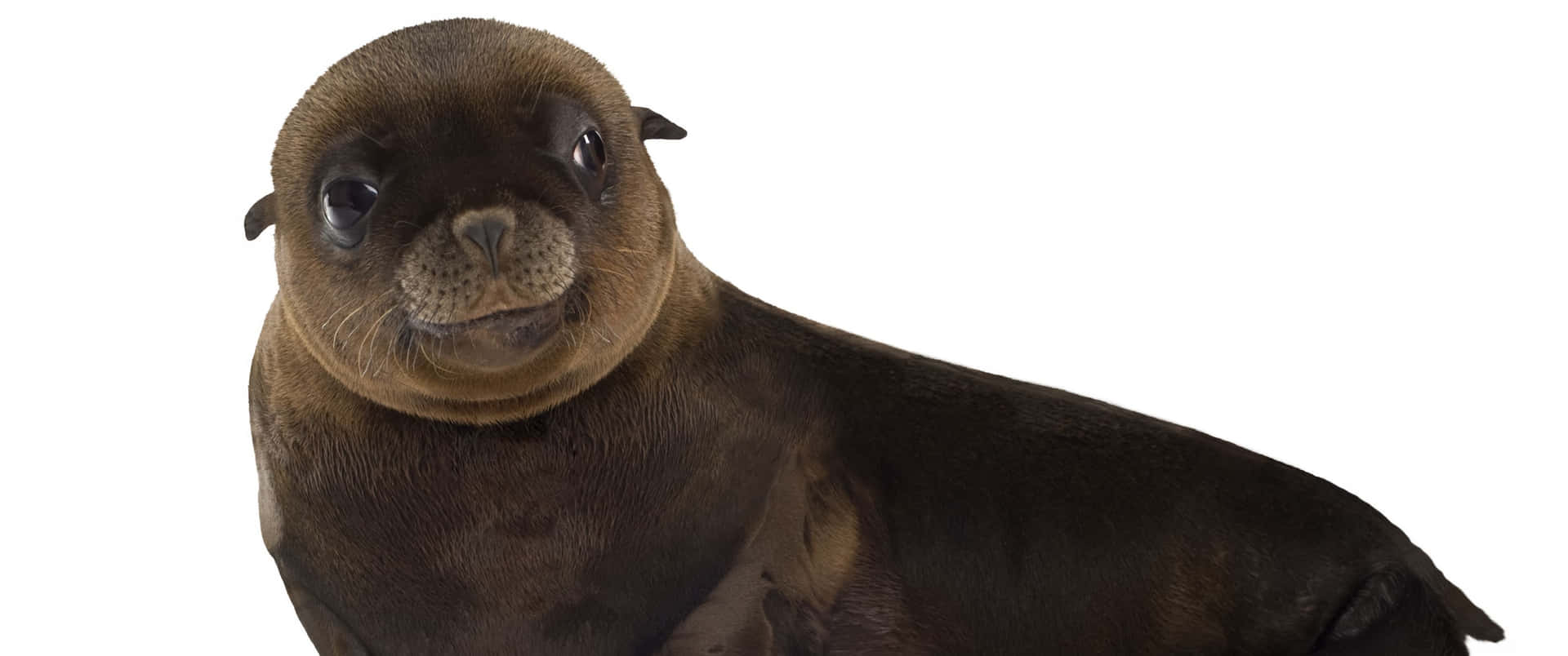 3440x1440 Animal Baby Sea Lion Background