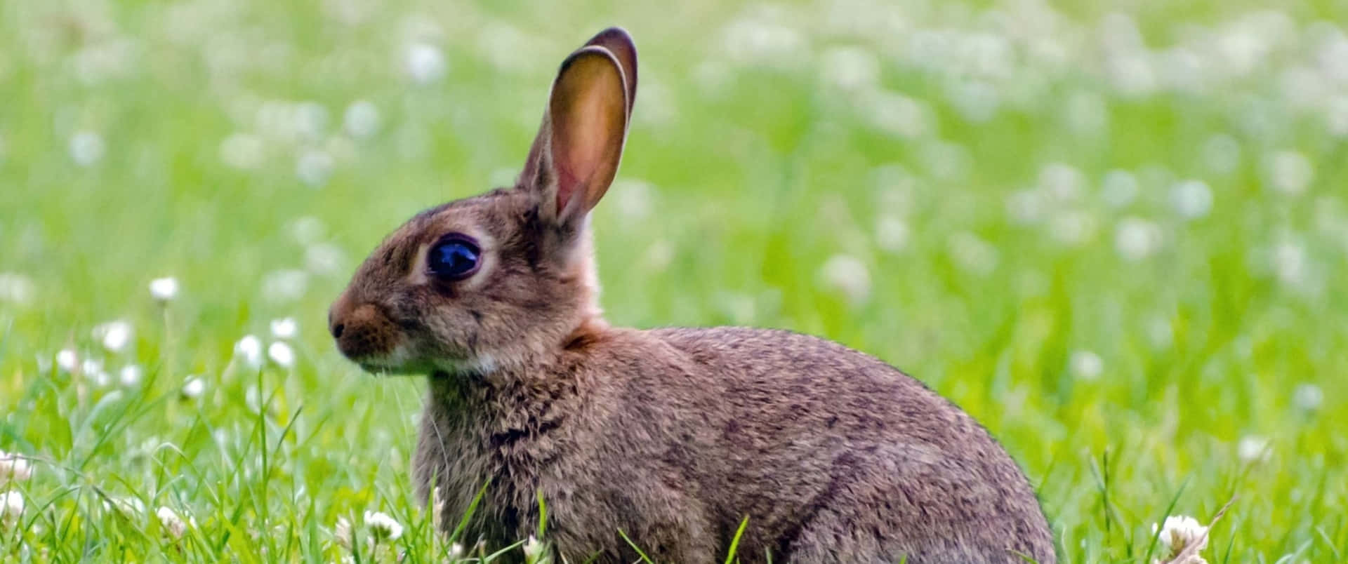 3440x1440 Animal Big Eyed Rabbit Background