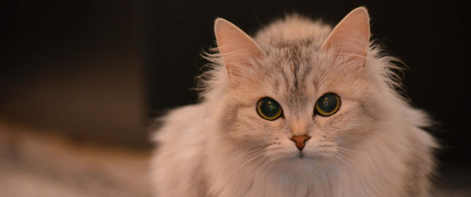 3440x1440 Animal Big Eyed Ragamuffin Cat Background