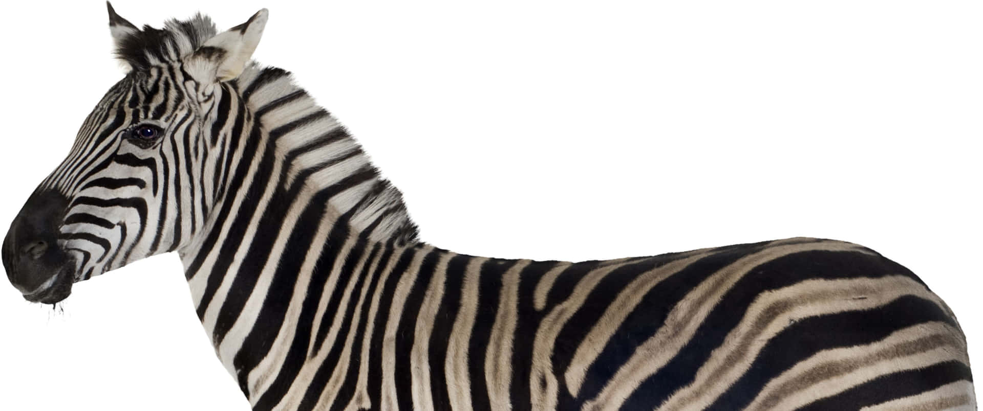 3440x1440 Animal Black And White Zebra Background