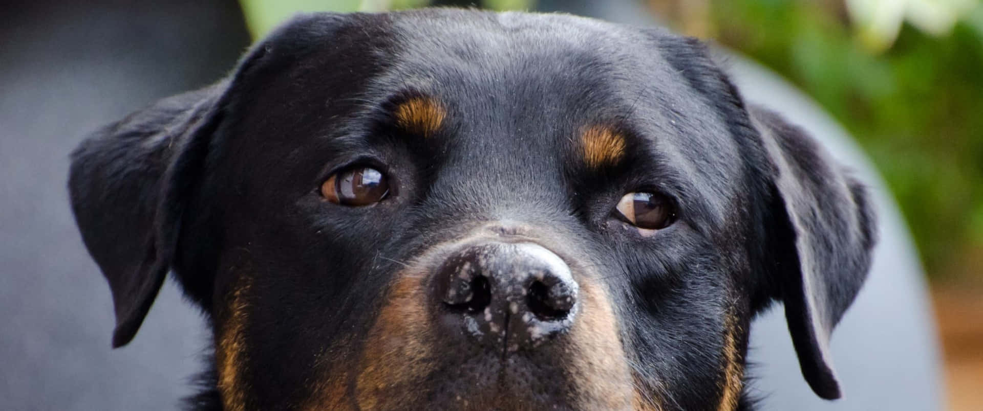 3440x1440 Animal Black Rottweiler Dog Background