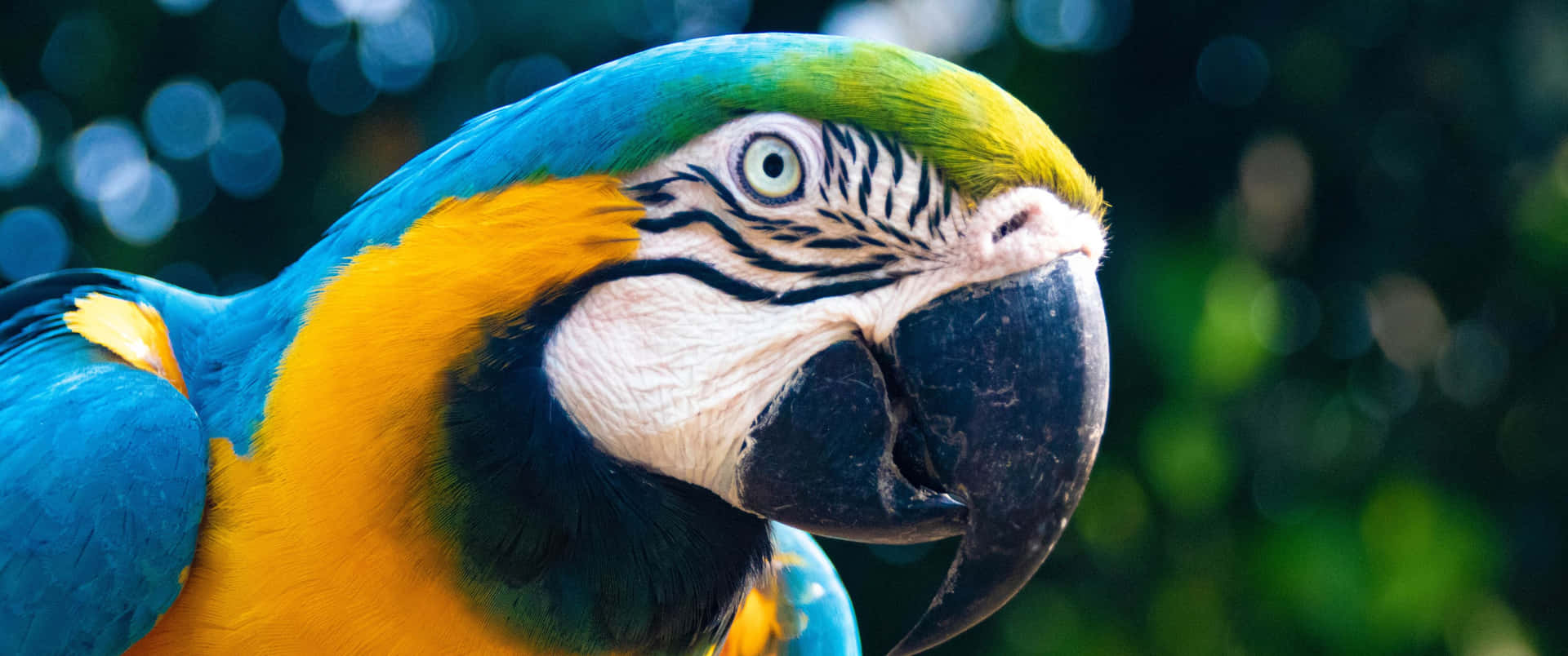 3440x1440 Animal Blue And Yellow Macaw Bird Background