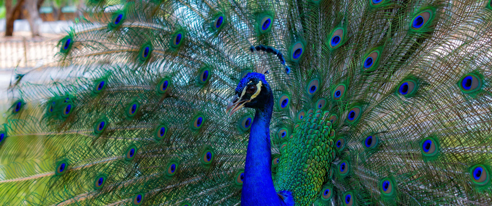 3440x1440 Animal Blue Peafowl Close Up Shot Background