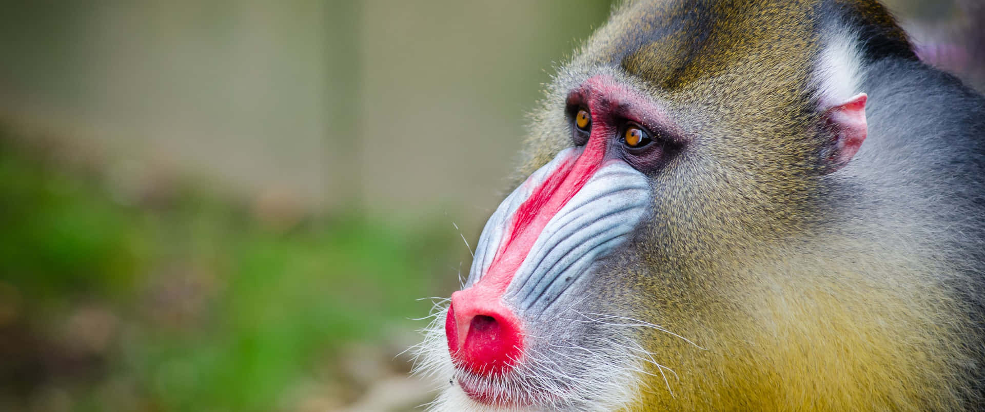 3440x1440 Animal Brown And Beige Mandrill Background