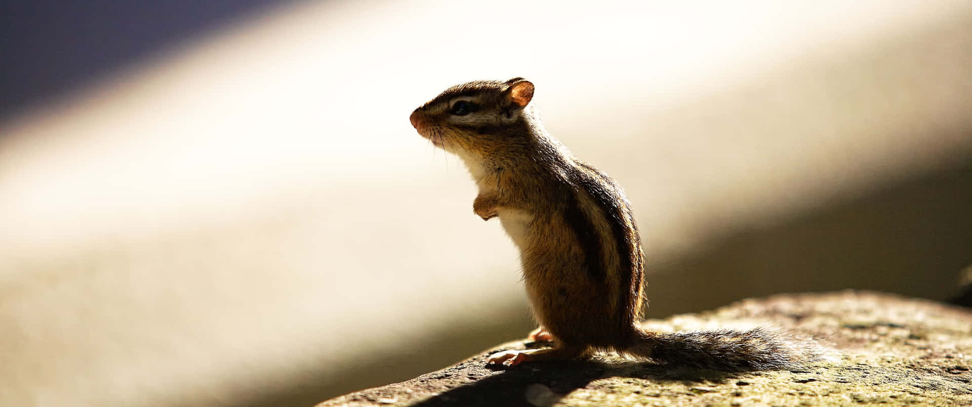 3440x1440 Animal Brown And Black Chipmunk Background