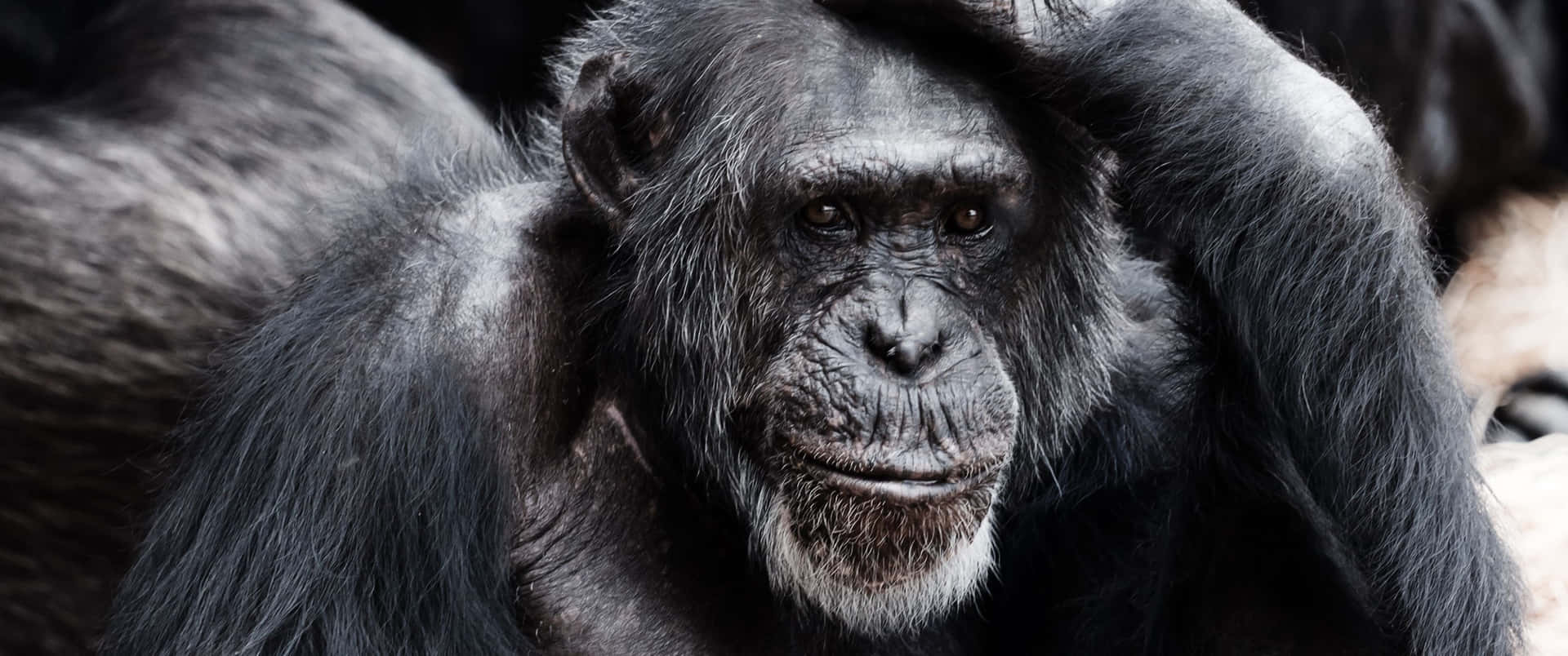 3440x1440 Animal Chimpanzee Scratches Head Background