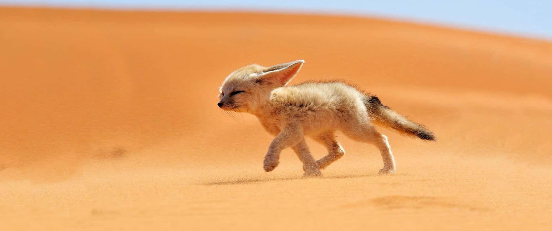 3440x1440 Animal Fennec Fox On Desert Background