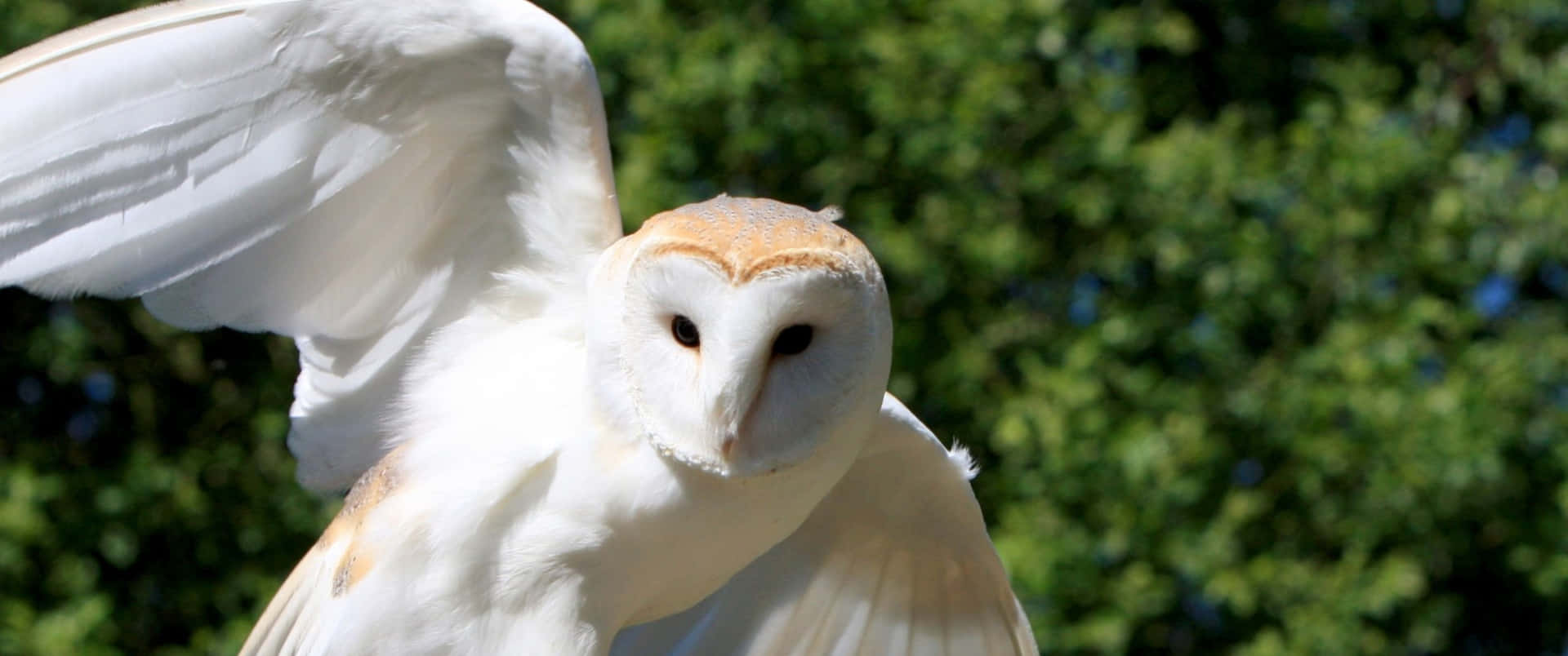 3440x1440 Animal Flying Barn Owl Background