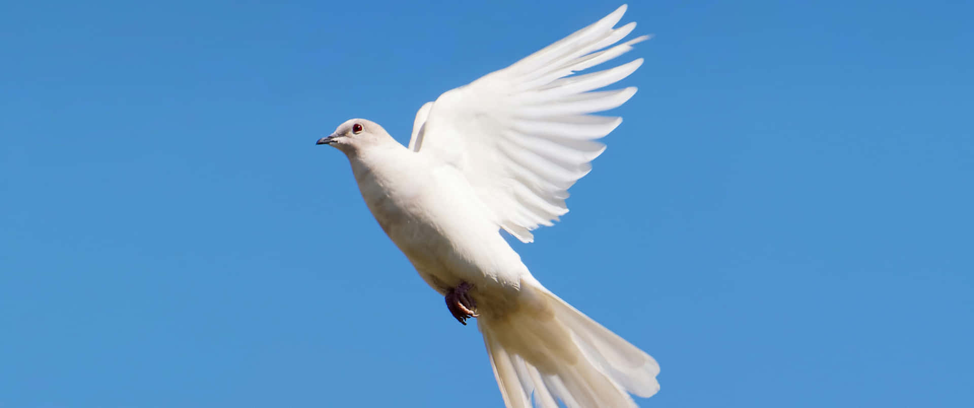 3440x1440 Animal Flying White Dove Background