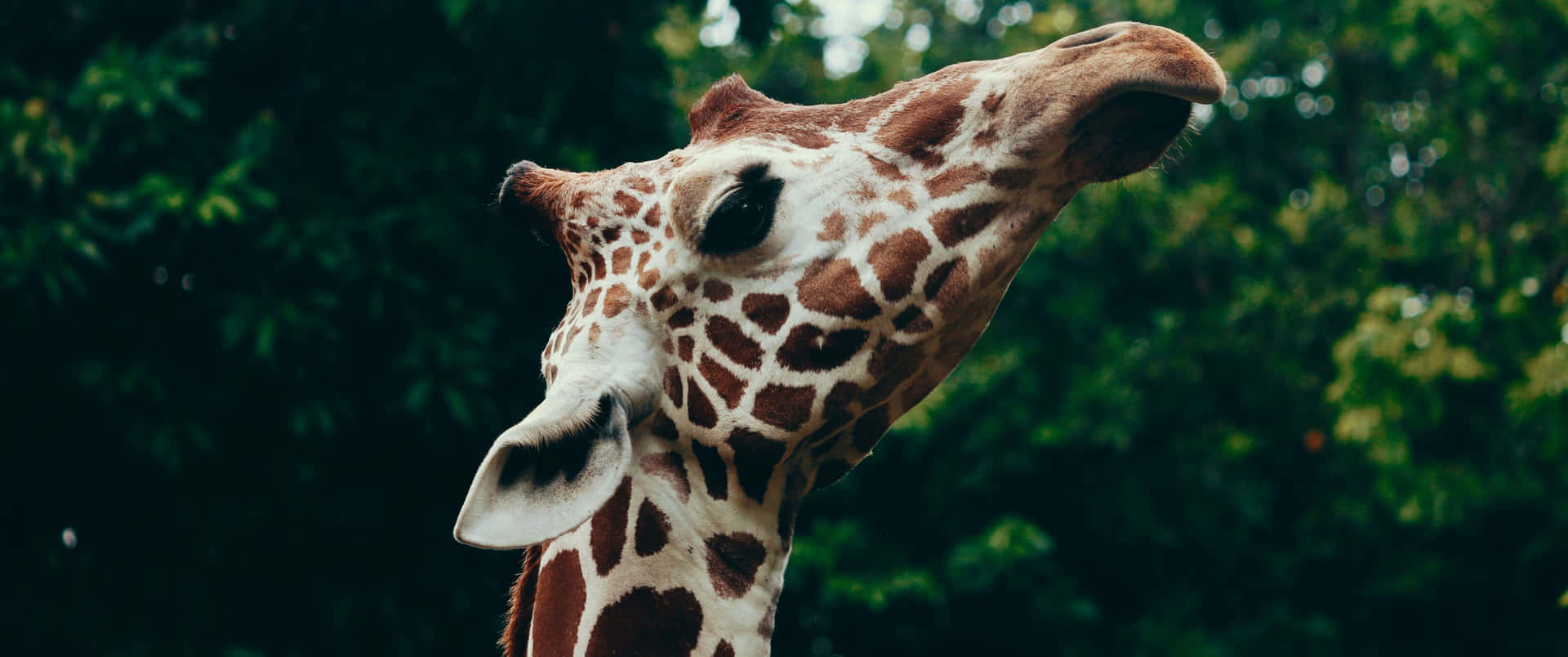 3440x1440 Animal Giraffe By The Trees Background