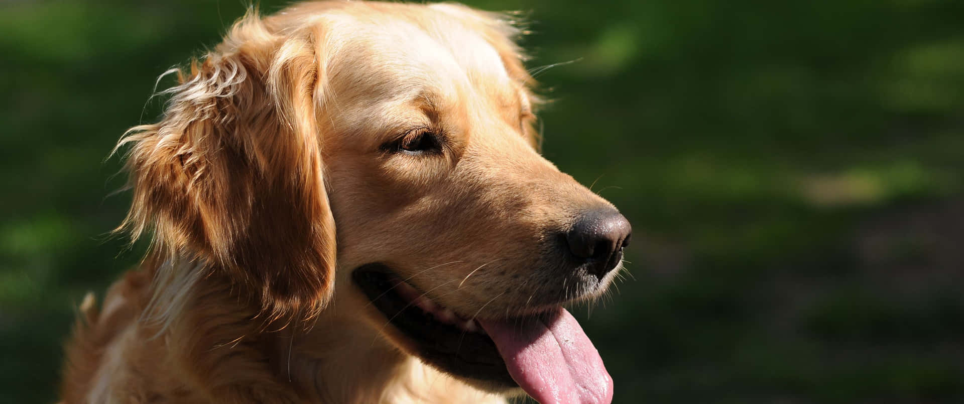 3440x1440 Animal Golden Retriever Dog Breed Background