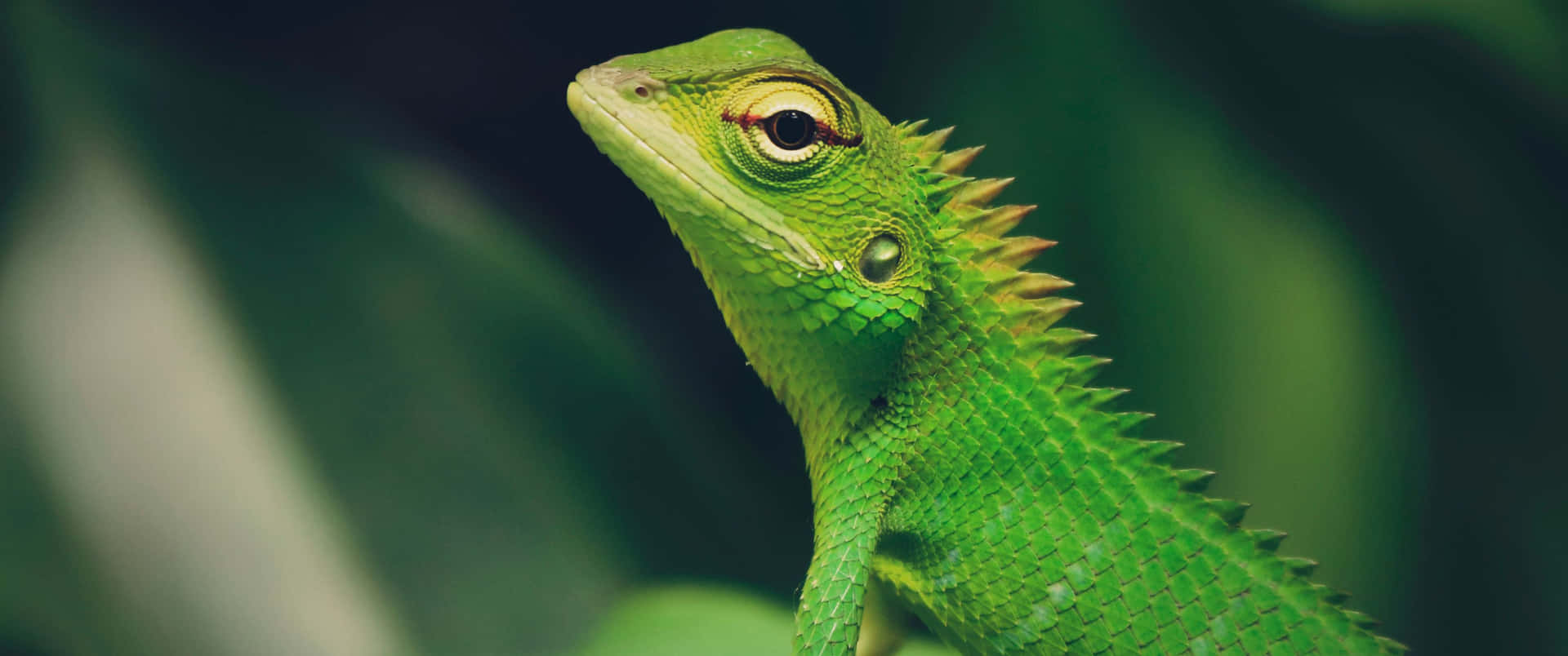 3440x1440 Animal Green Crested Lizard Background