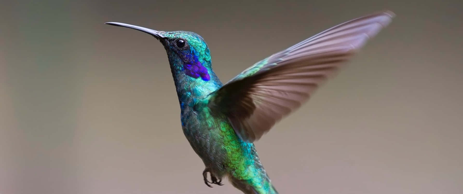 3440x1440 Animal Green Violet Hummingbird Background